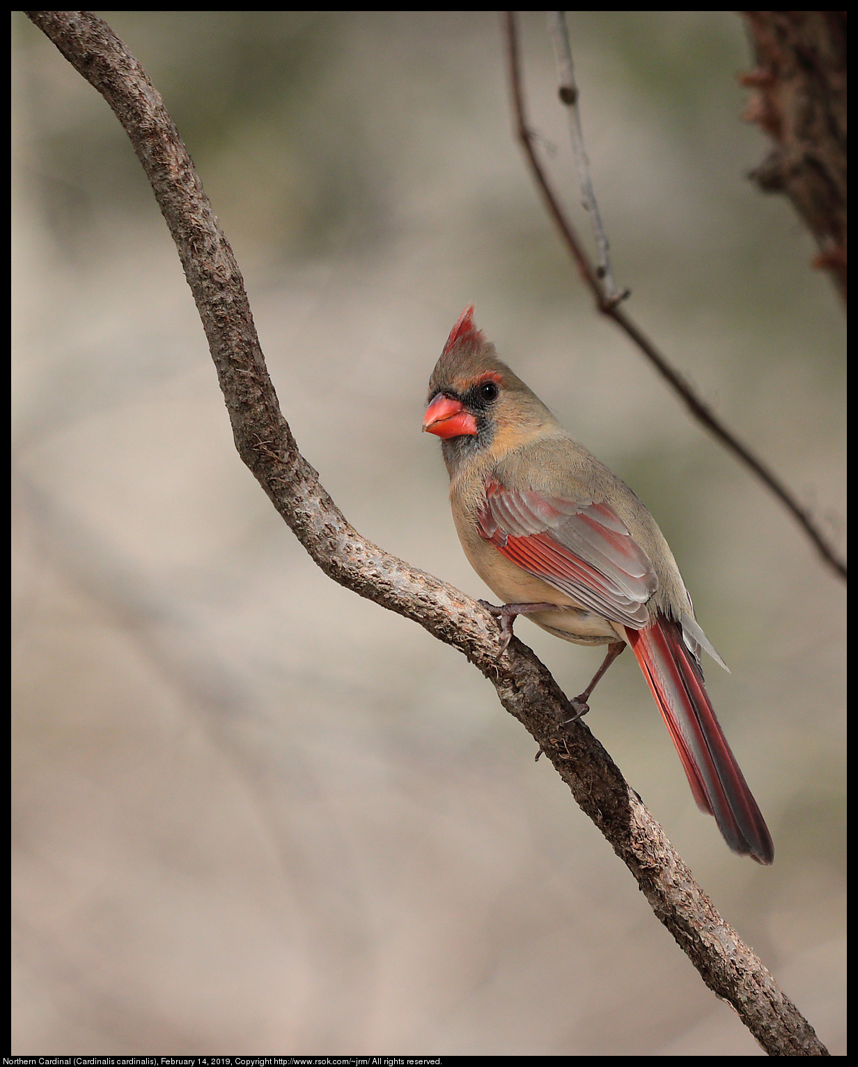 Northern Cardinal (Cardinalis cardinalis), February 14, 2019