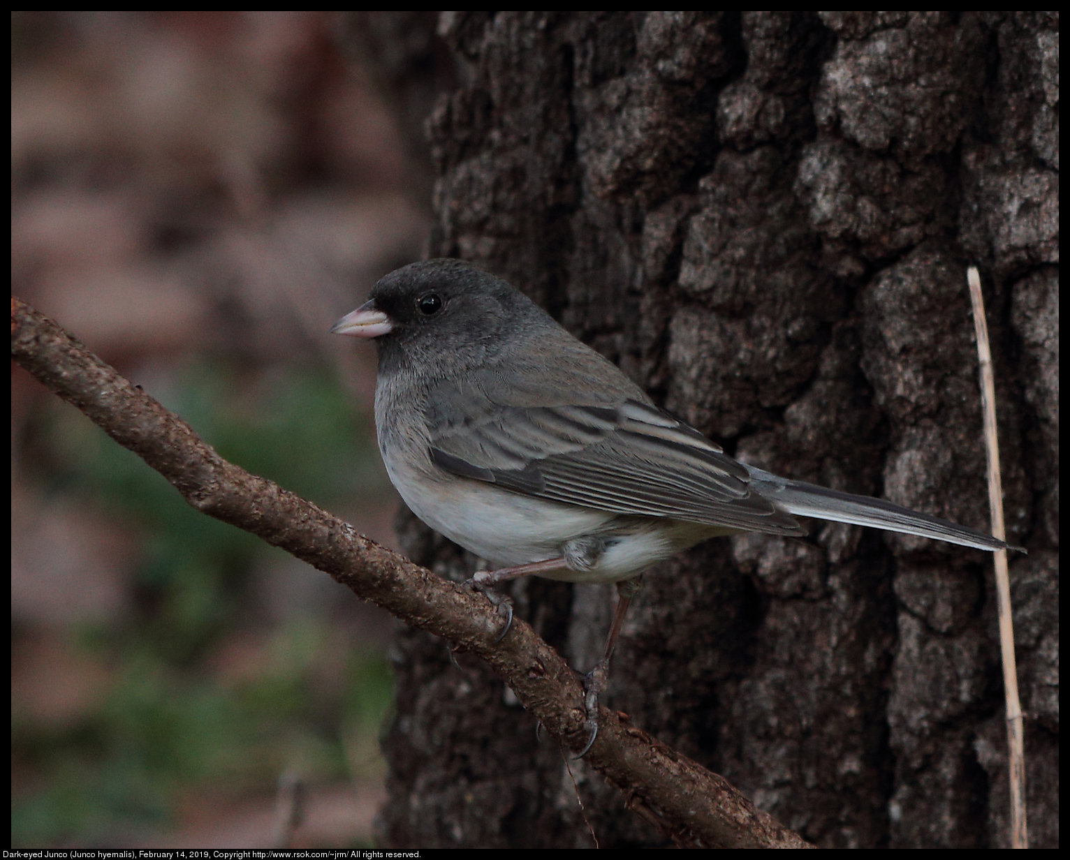 Dark-eyed Junco (Junco hyemalis), February 14, 2019