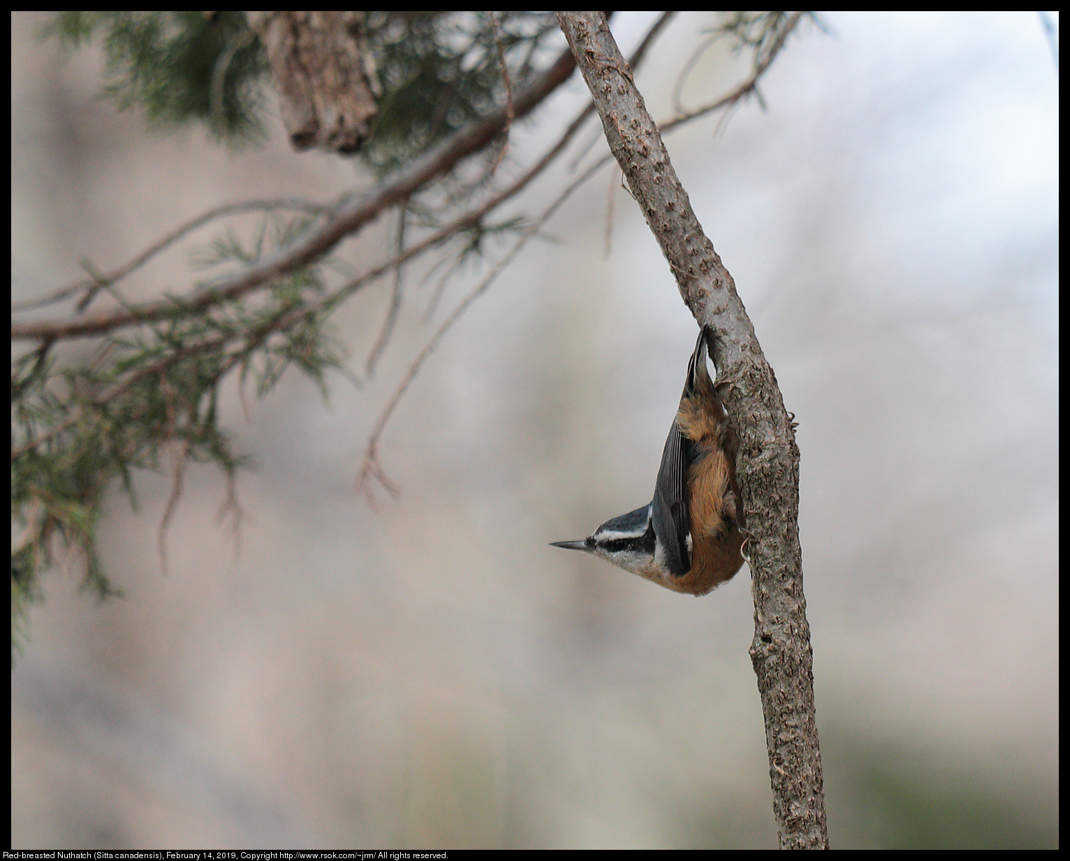 Red-breasted Nuthatch (Sitta canadensis), February 14, 2019