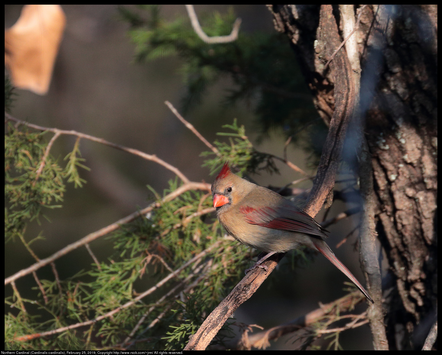 Northern Cardinal (Cardinalis cardinalis), February 25, 2019