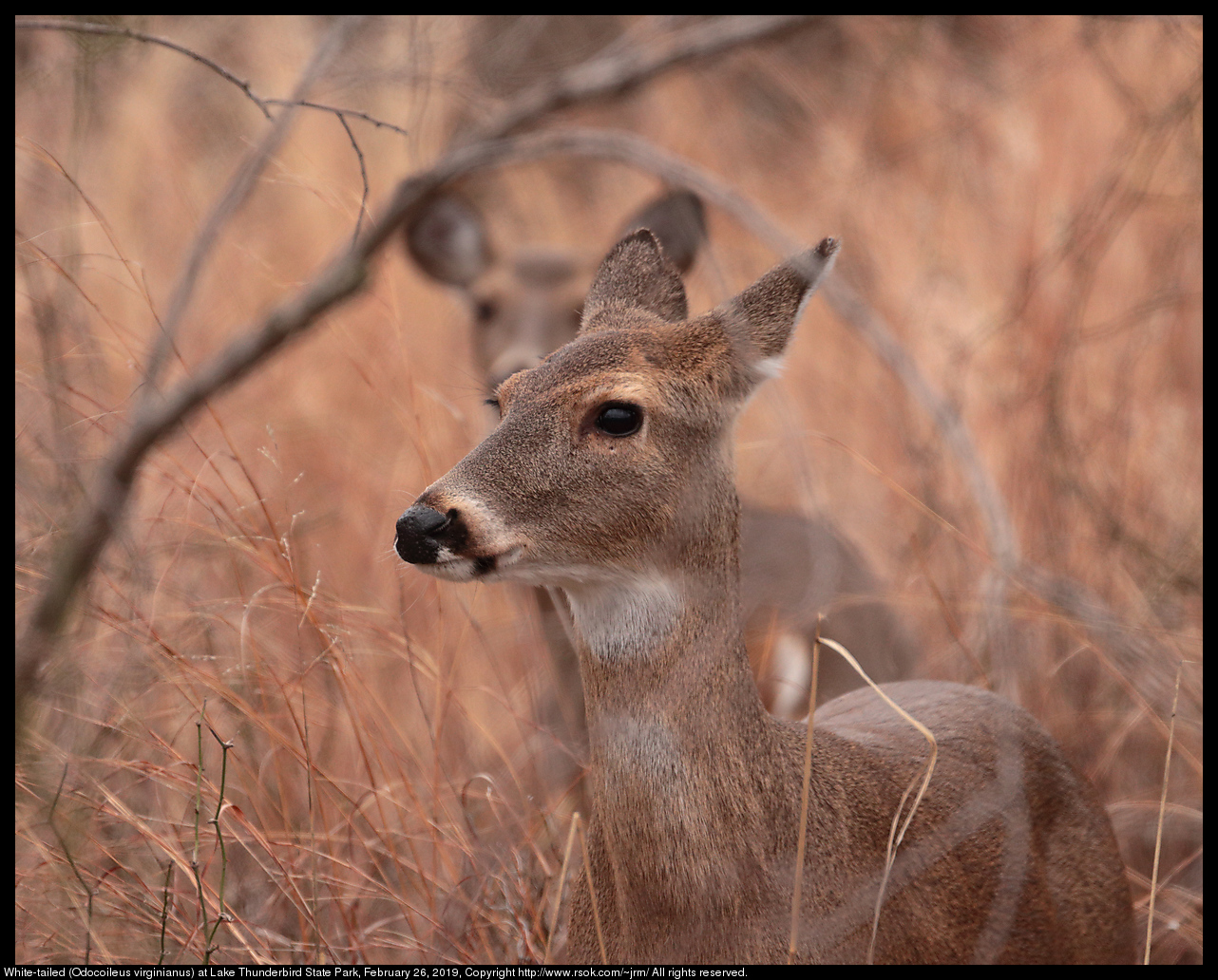 White-tailed (Odocoileus virginianus) at Lake Thunderbird State Park, February 26, 2019