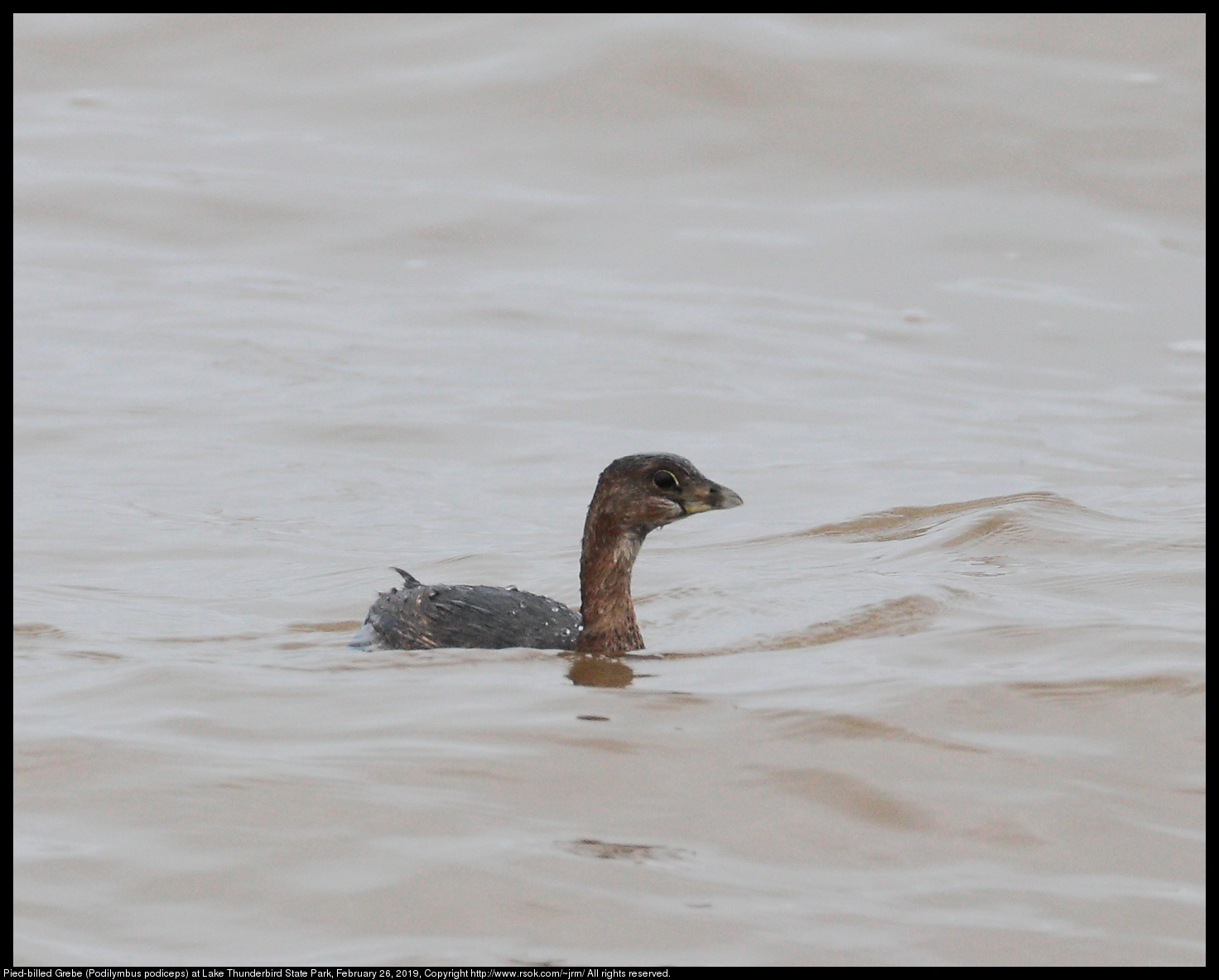 Pied-billed Grebe (Podilymbus podiceps) at Lake Thunderbird State Park, February 26, 2019