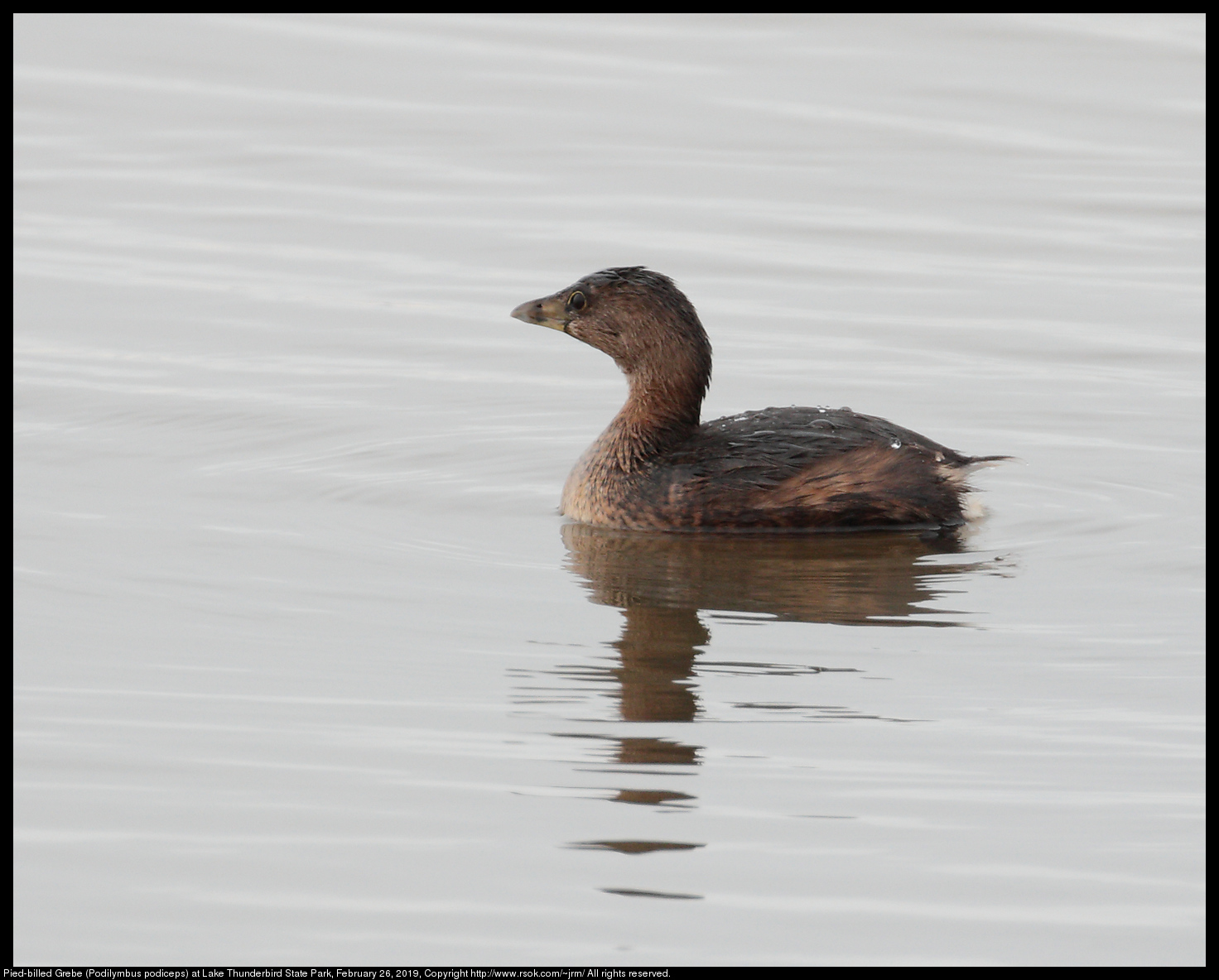 Pied-billed Grebe (Podilymbus podiceps) at Lake Thunderbird State Park, February 26, 2019