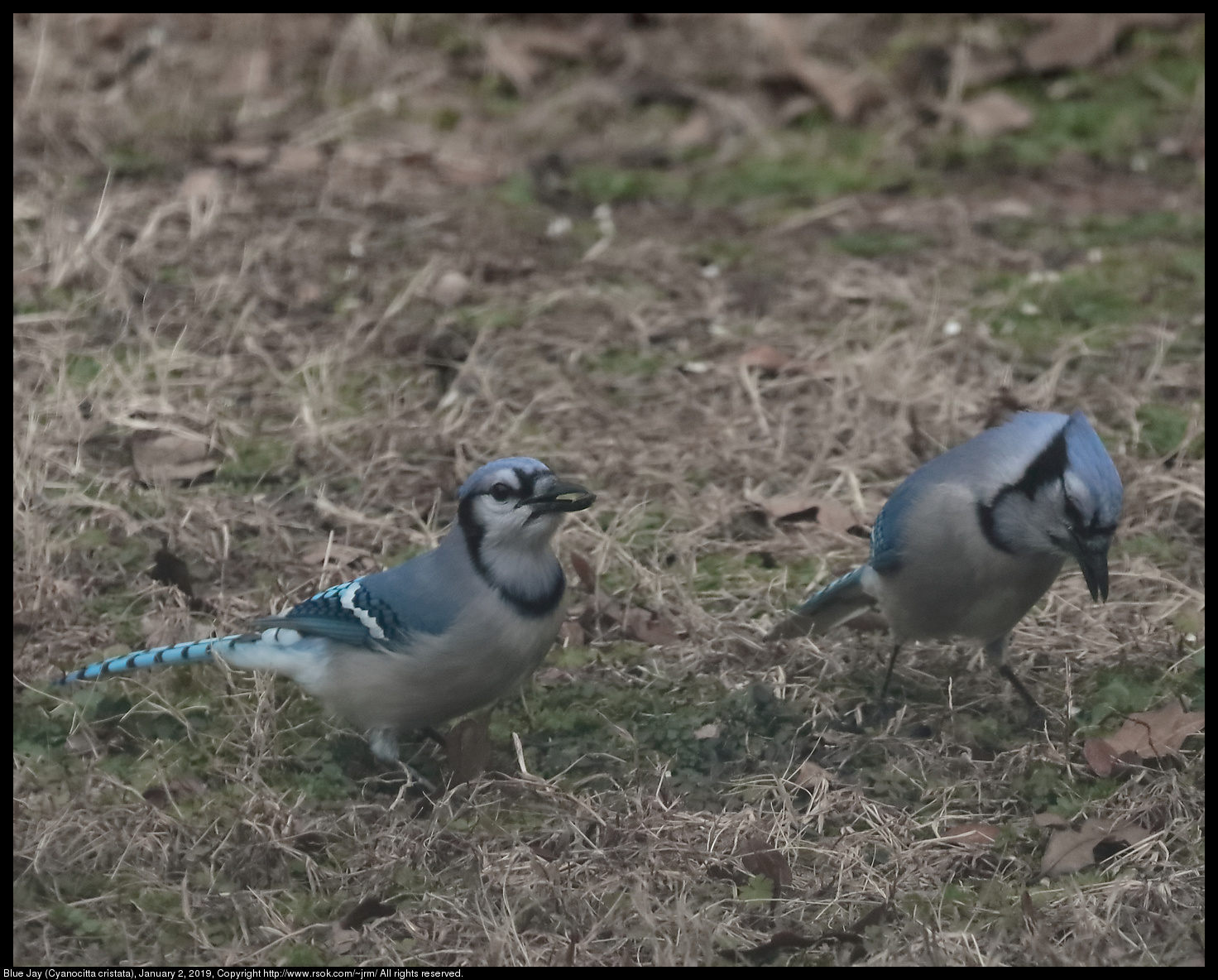 Blue Jay (Cyanocitta cristata), January 2, 2019