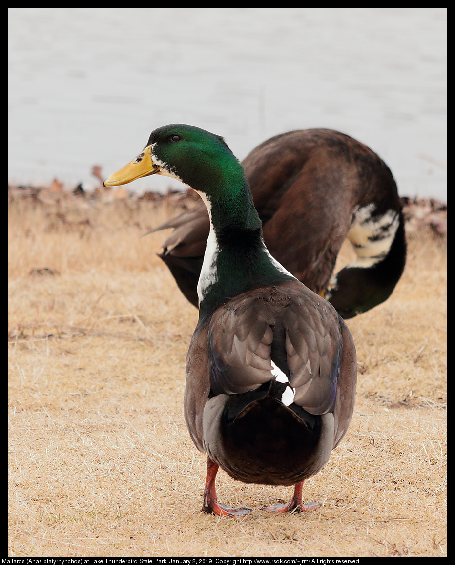 Mallards (Anas platyrhynchos) at Lake Thunderbird State Park, January 2, 2019