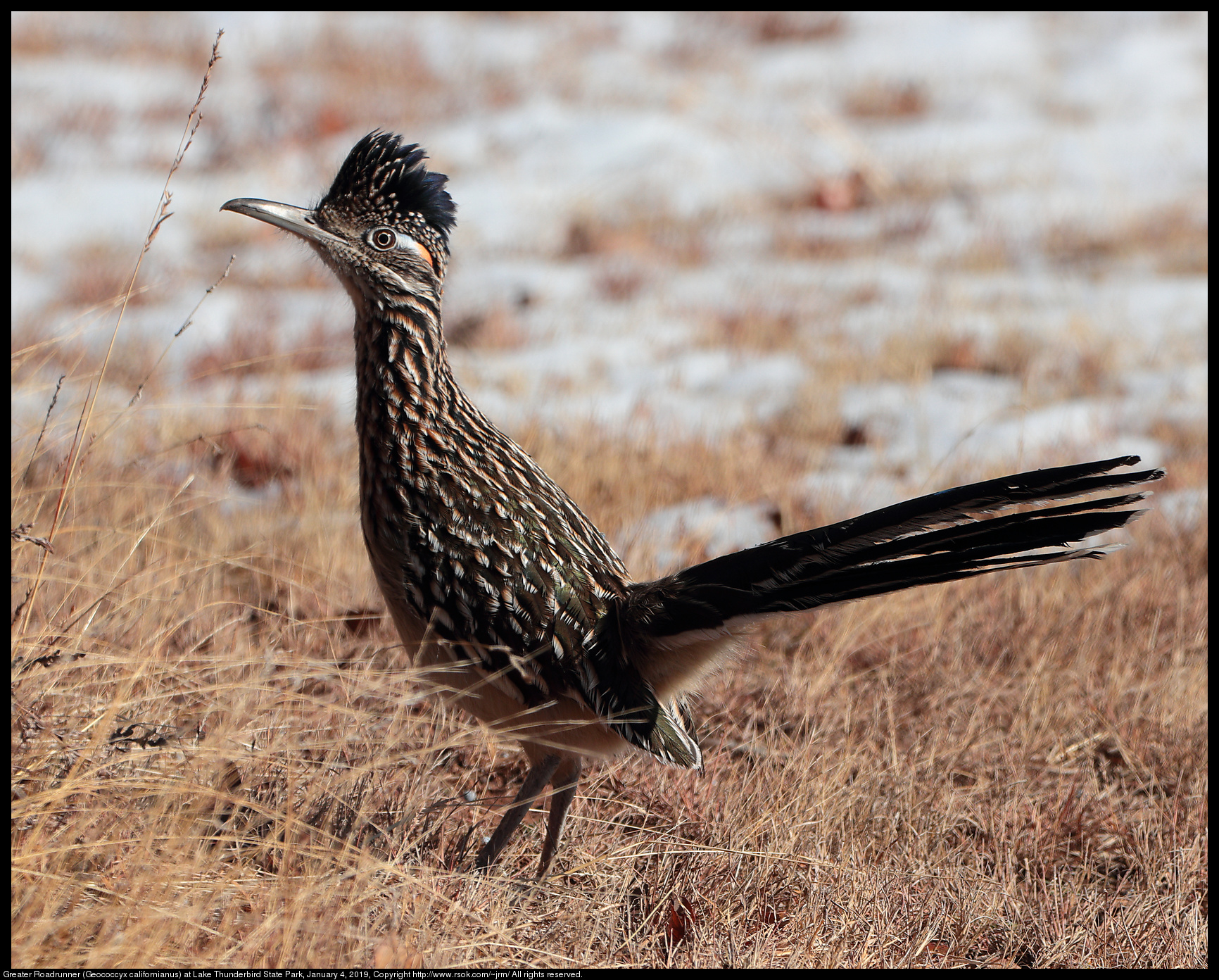 Greater Roadrunner (Geococcyx californianus) at Lake Thunderbird State Park, January 4, 2019