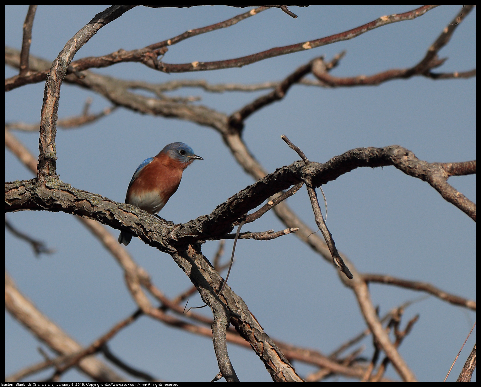 Eastern Bluebird (Sialia sialis), January 6, 2019