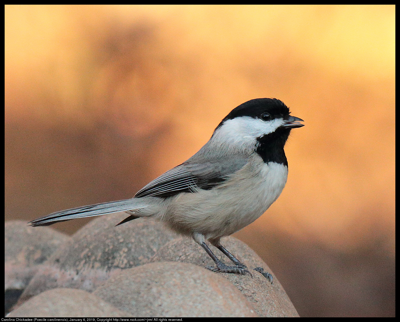 Carolina Chickadee (Poecile carolinensis), January 6, 2019