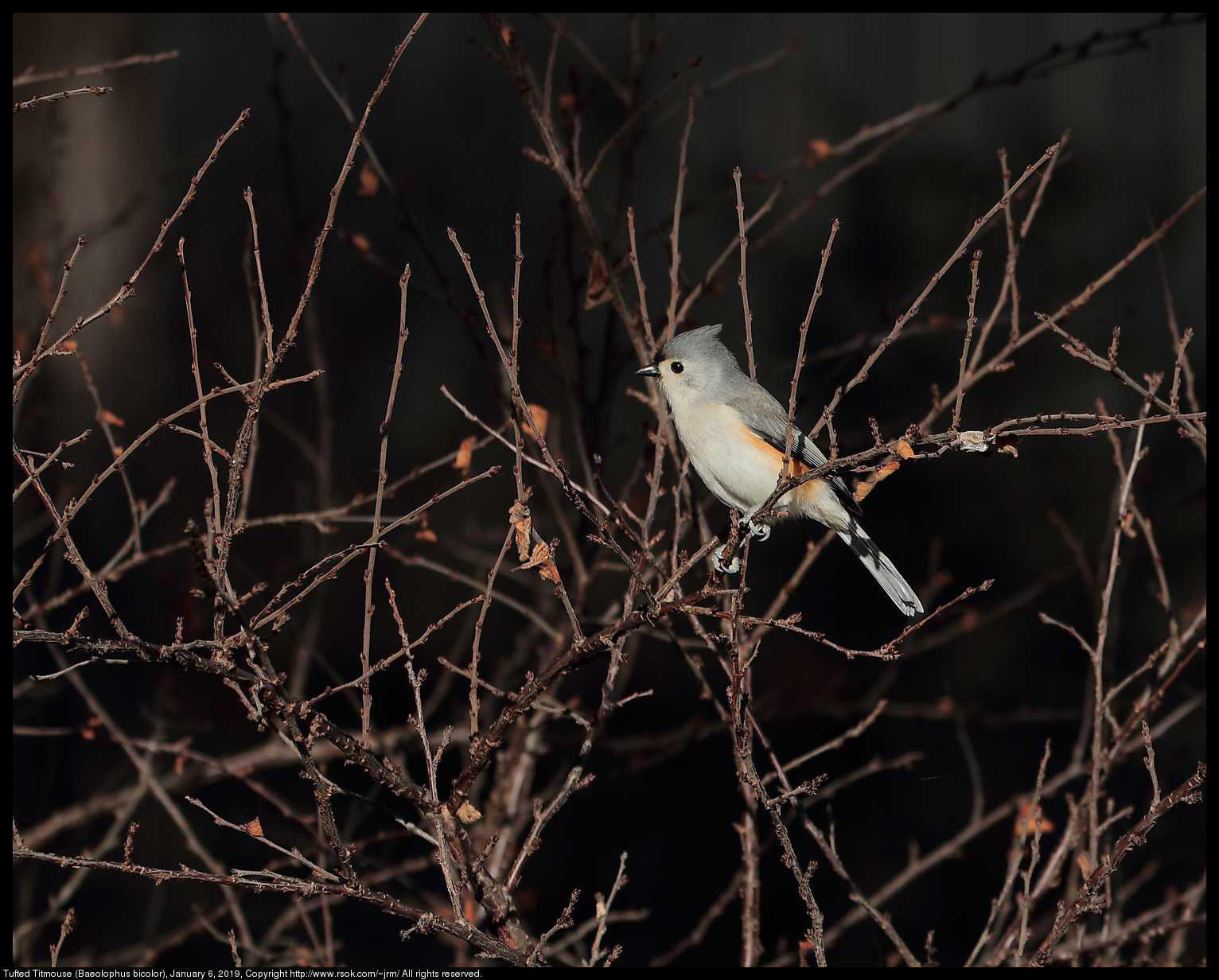 Tufted Titmouse (Baeolophus bicolor), January 6, 2019