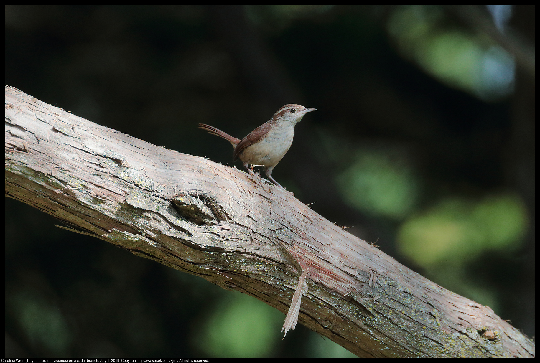 Carolina Wren (Thryothorus ludovicianus) on a cedar branch, July 1, 2019