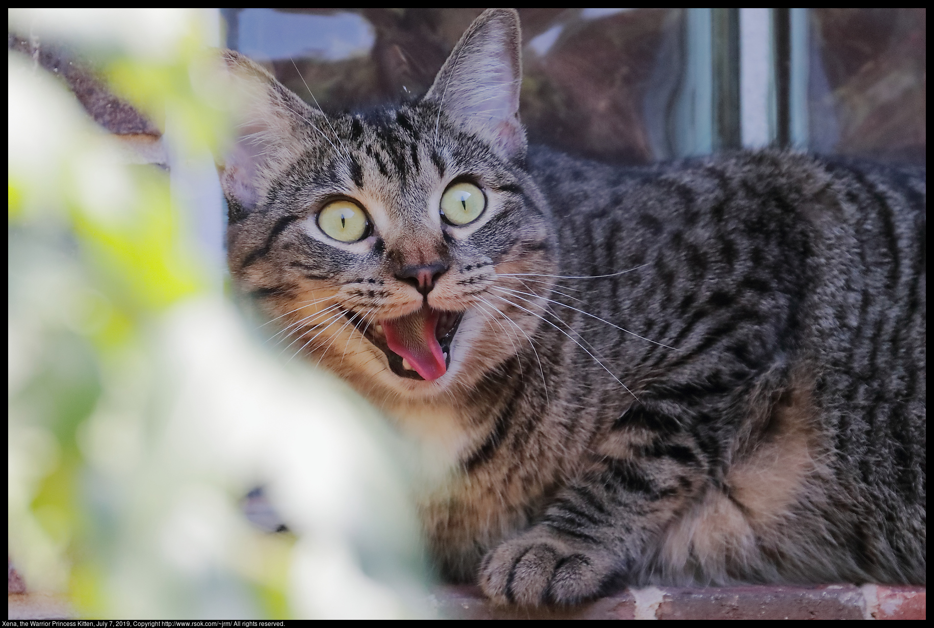 Xena, the Warrior Princess Kitten, July 7, 2019