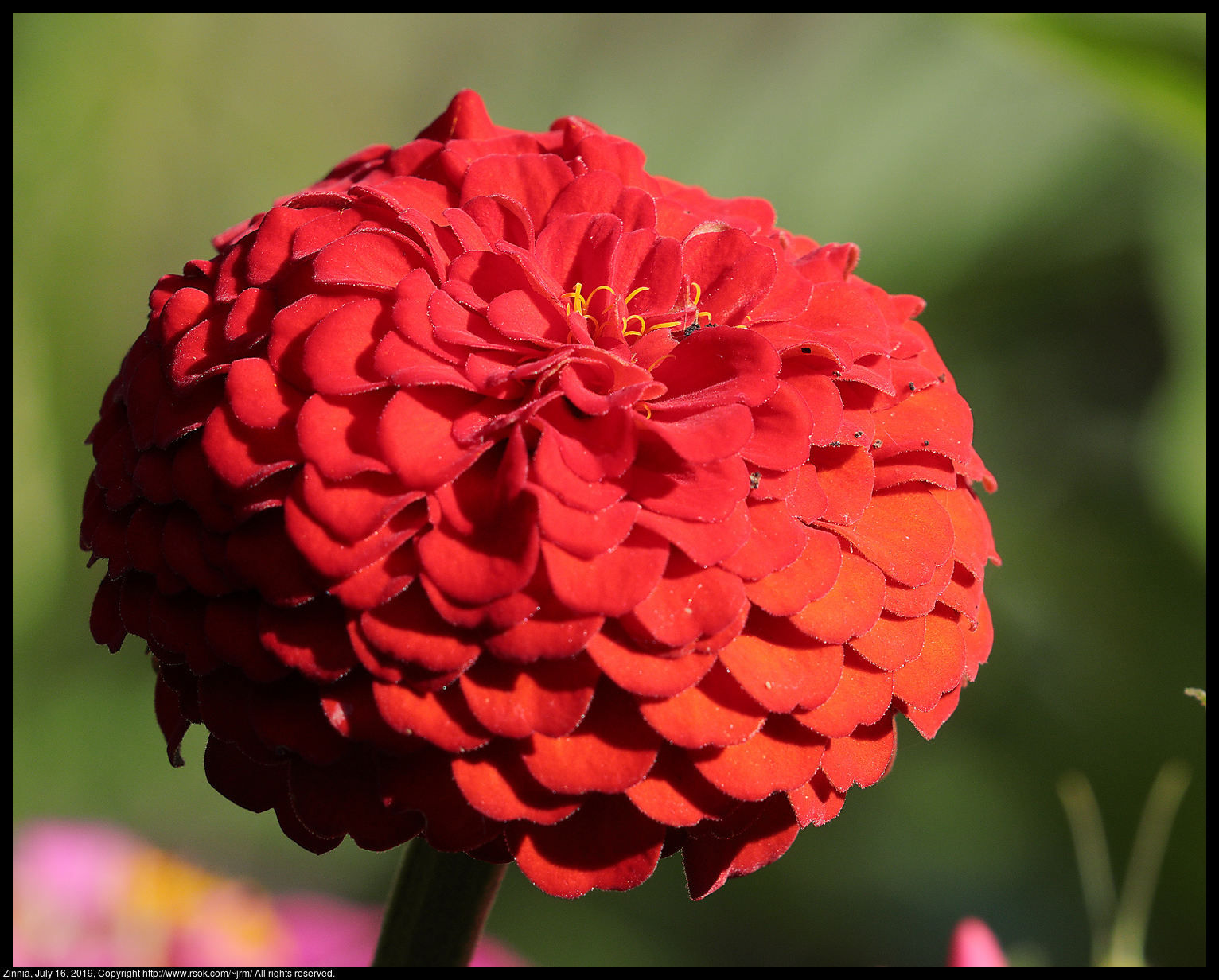 Zinnia, July 16, 2019