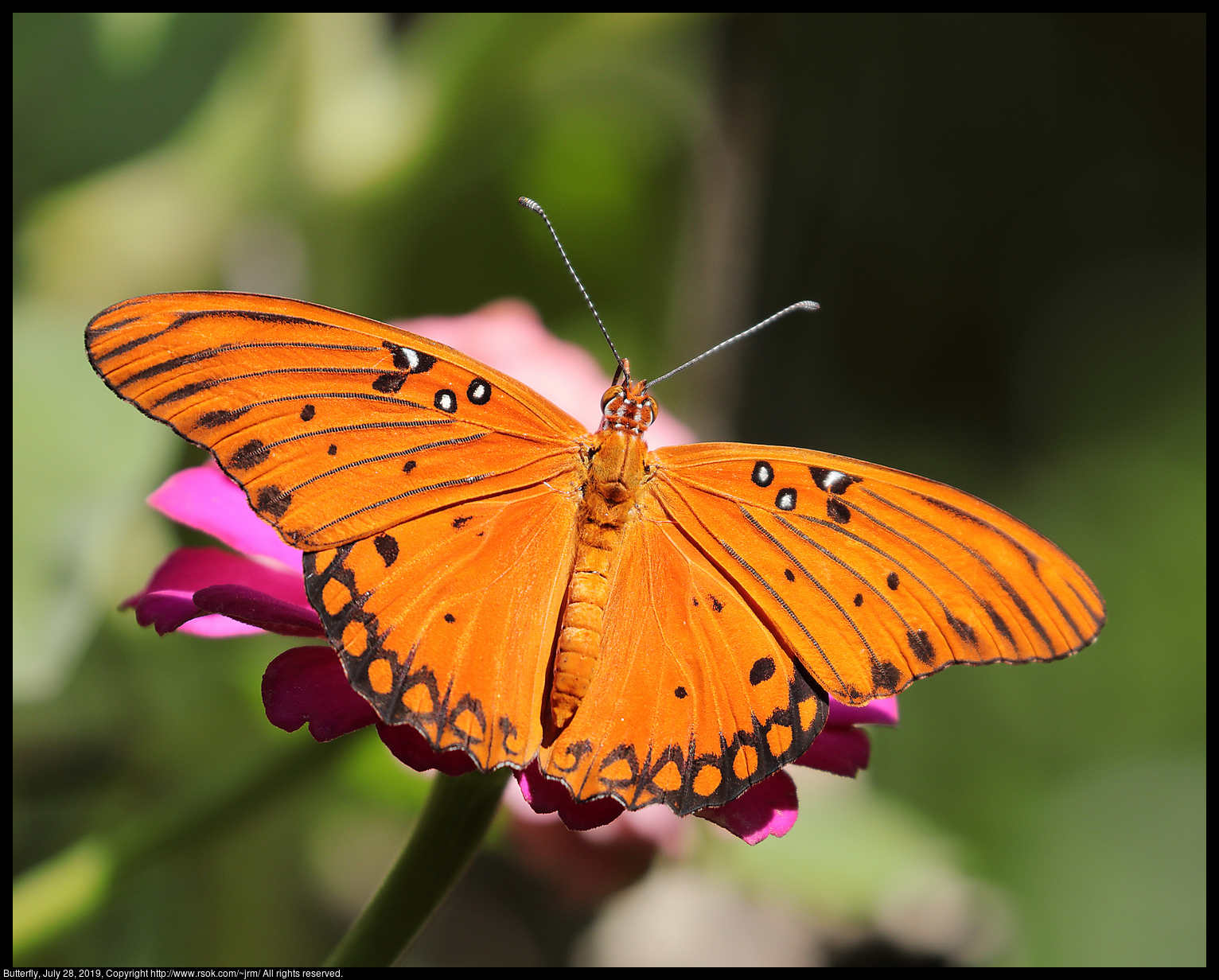 Butterfly, July 28, 2019