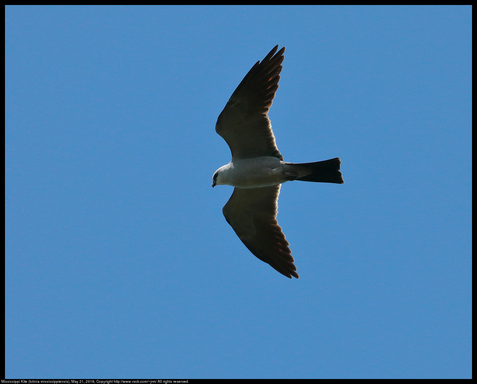 Mississippi Kite (Ictinia mississippiensis), May 21, 2019