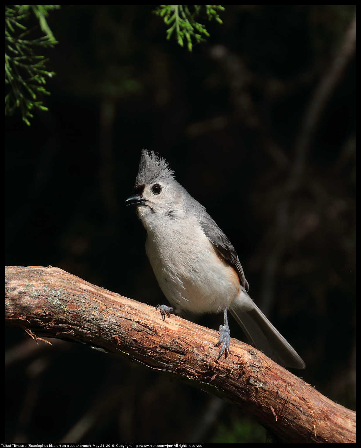 Tufted Titmouse (Baeolophus bicolor) on a cedar branch, May 24, 2019