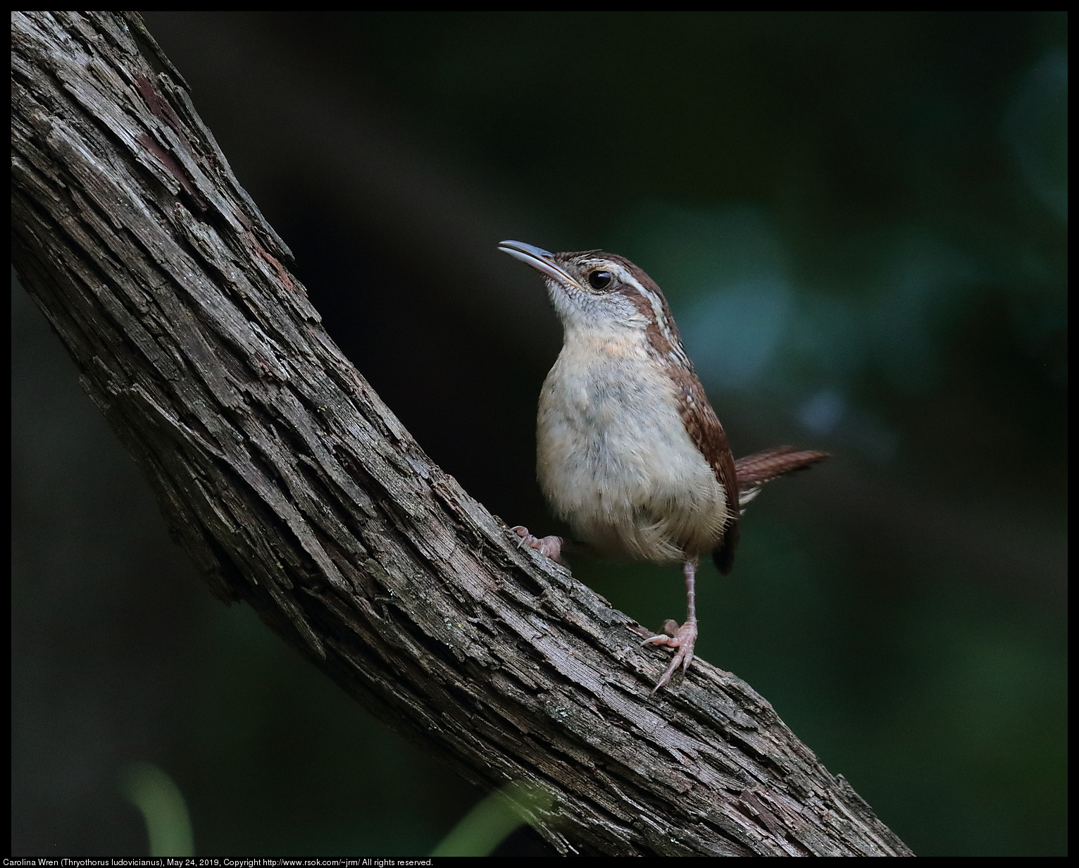 Carolina Wren (Thryothorus ludovicianus), May 24, 2019