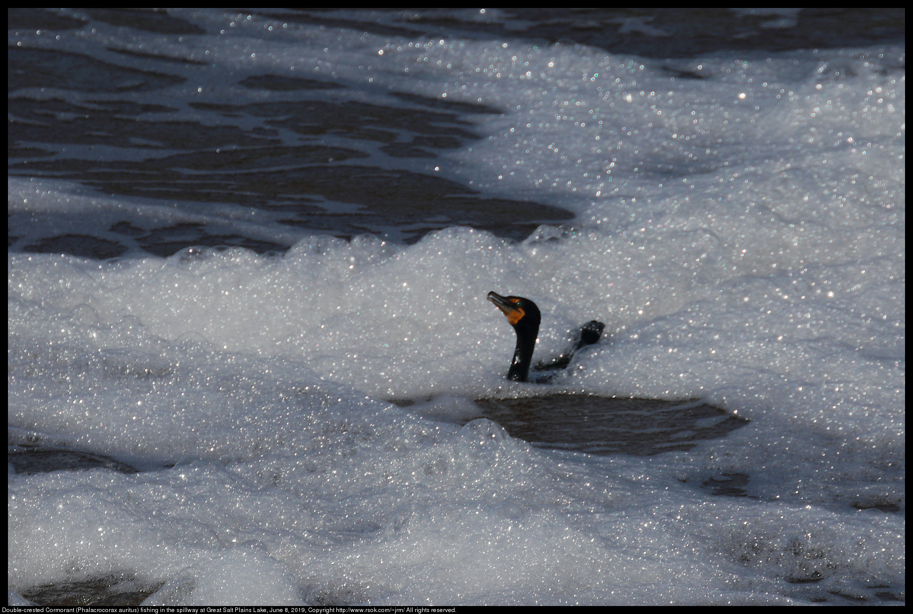 Double-crested Cormorant (Phalacrocorax auritus) fishing in the spillway at Great Salt Plains Lake, June 8, 2019