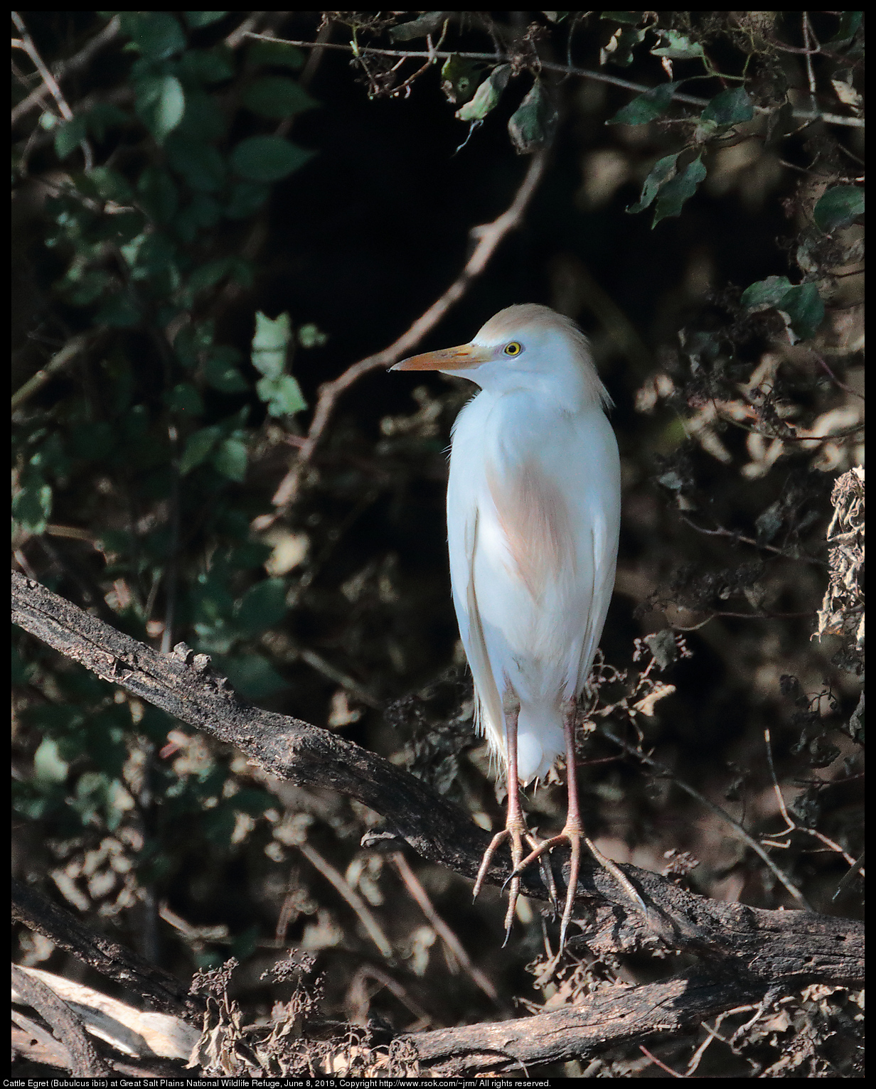 Cattle Egret (Bubulcus ibis) at Great Salt Plains National Wildlife Refuge, June 8, 2019