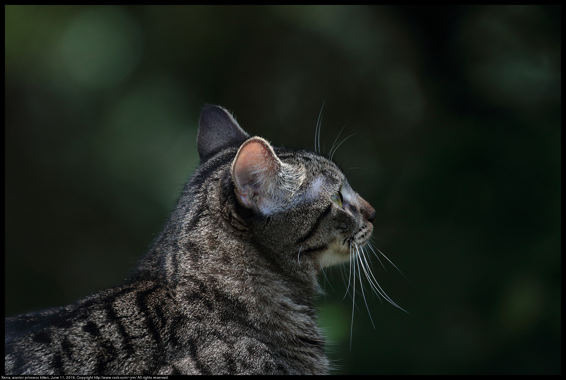 Xena, warrior princess kitten, June 11, 2019