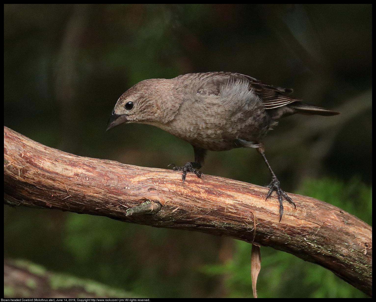 Brown-headed Cowbird (Molothrus ater), June 14, 2019