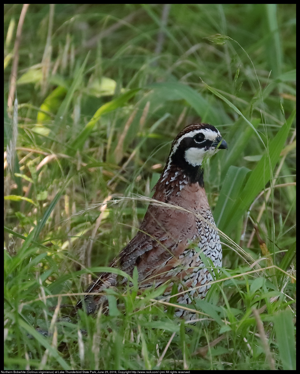 Northern Bobwhite (Colinus virginianus) at Lake Thunderbird State Park, June 25, 2019