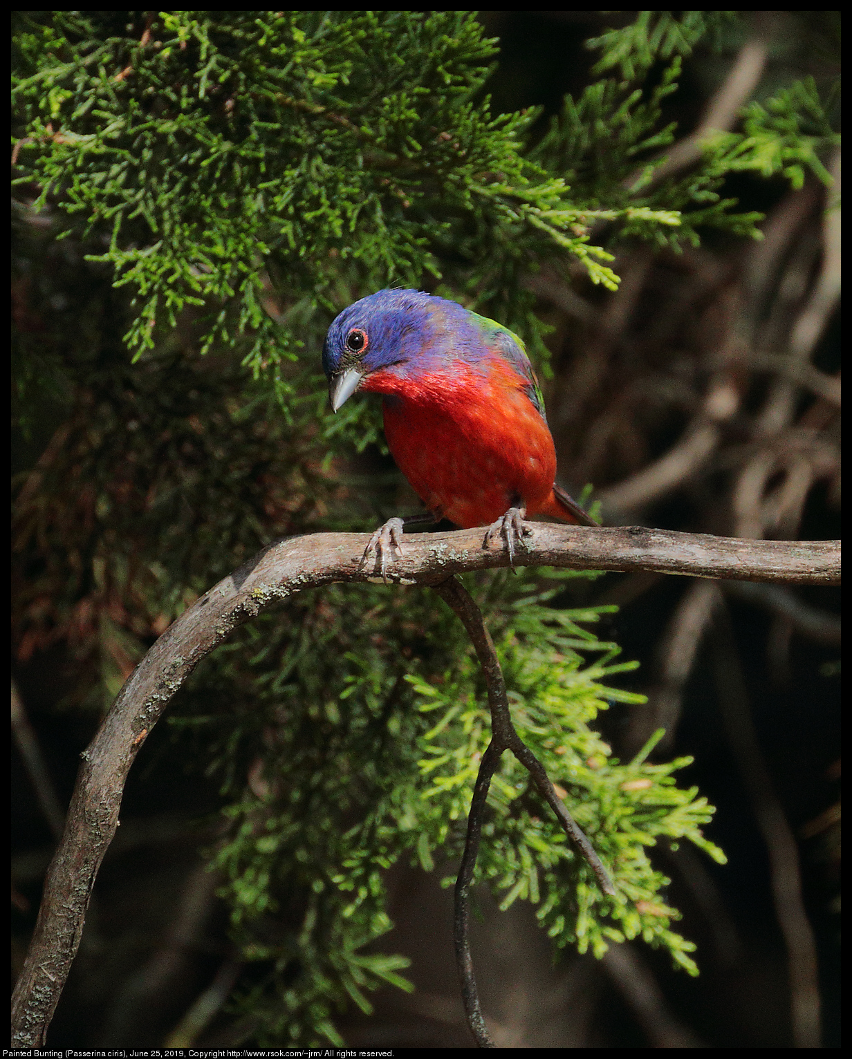 Painted Bunting (Passerina ciris), June 25, 2019