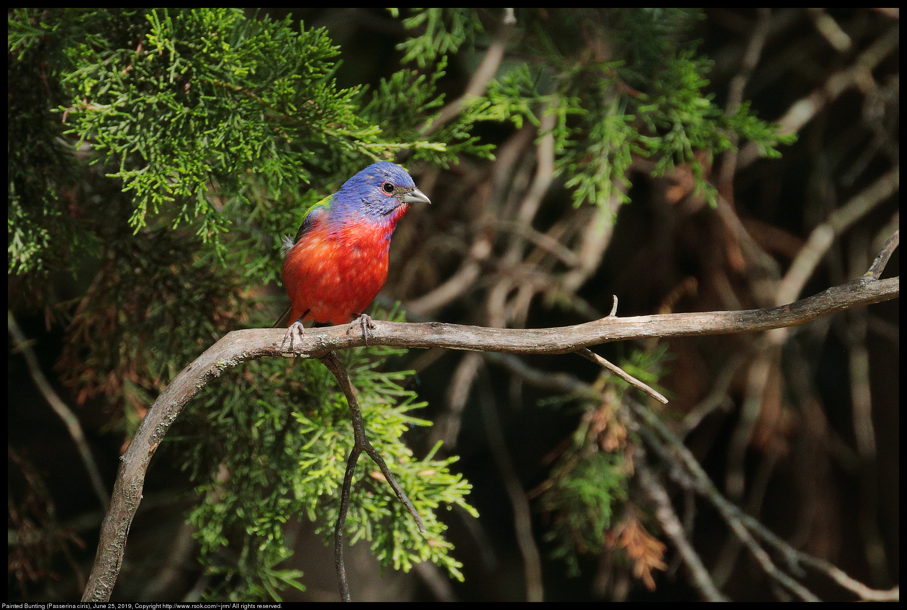 Painted Bunting (Passerina ciris), June 25, 2019