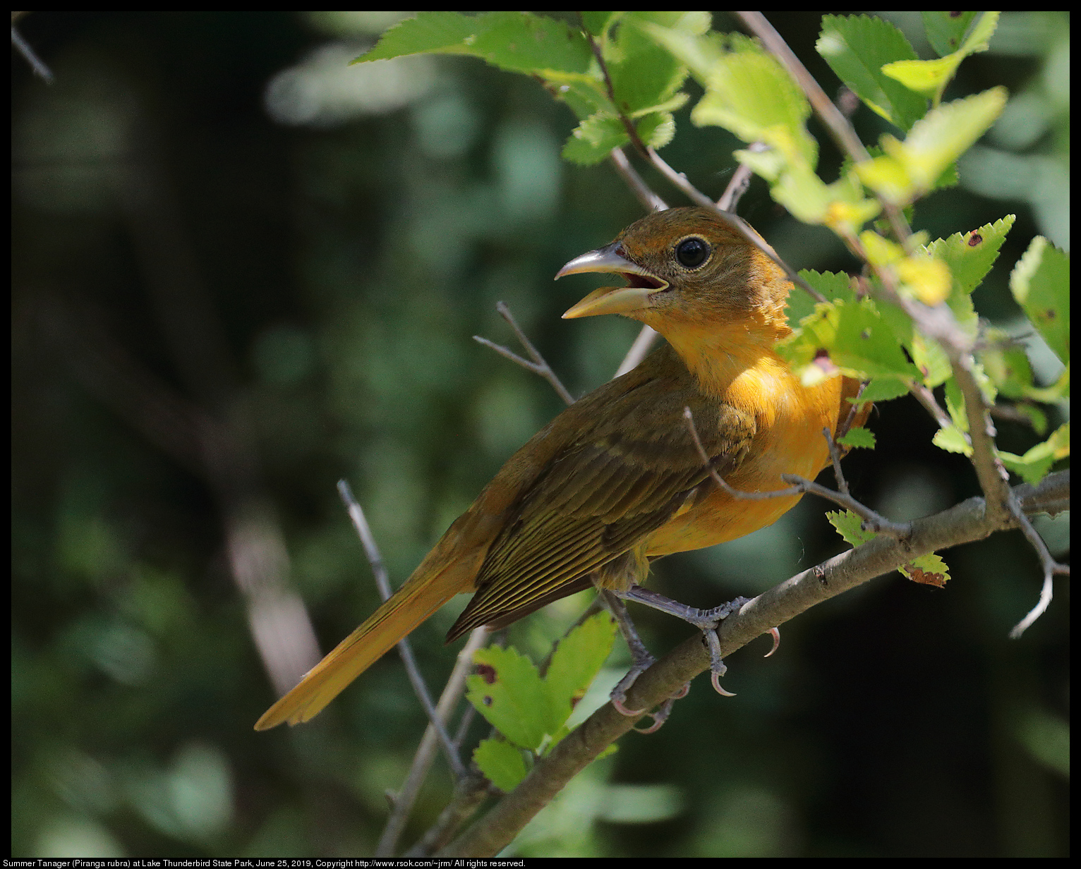 Summer Tanager (Piranga rubra) at Lake Thunderbird State Park, June 25, 2019