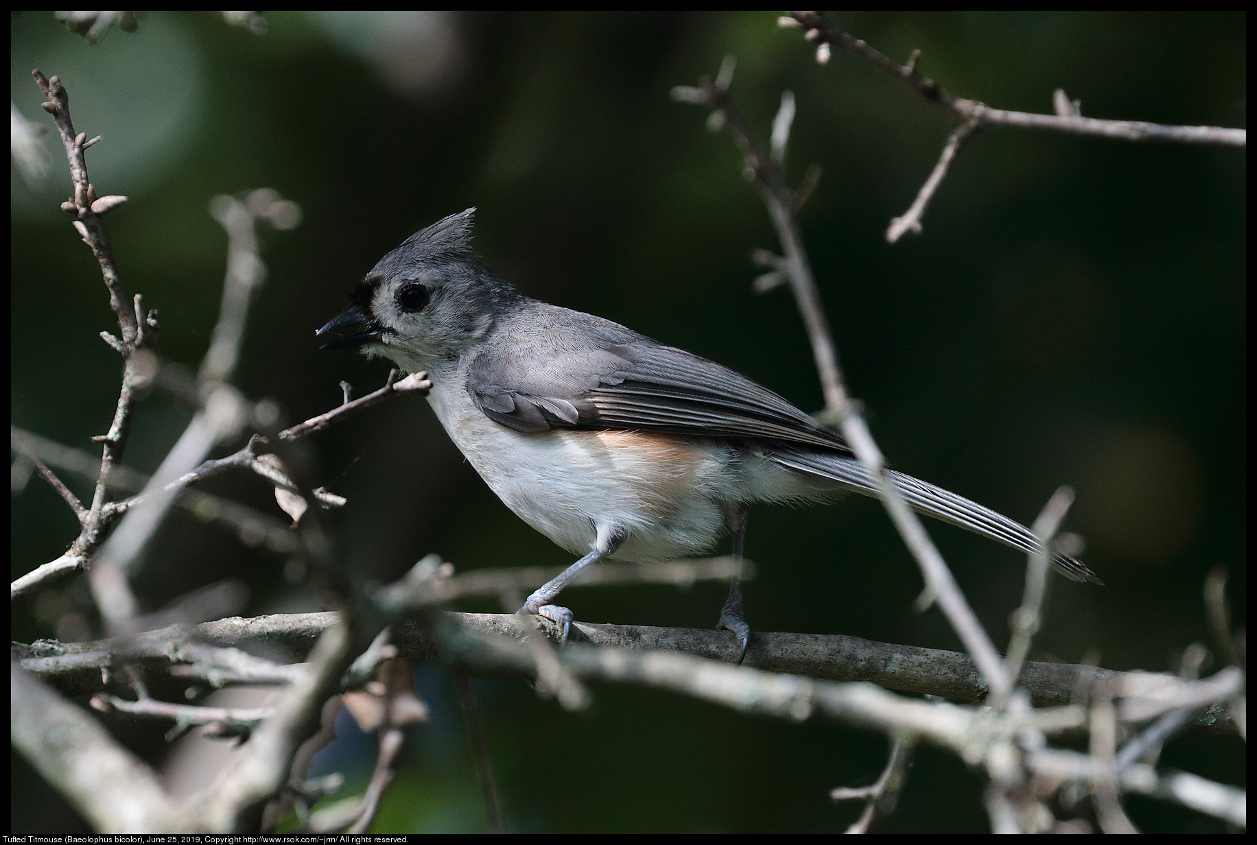 Tufted Titmouse (Baeolophus bicolor), June 25, 2019