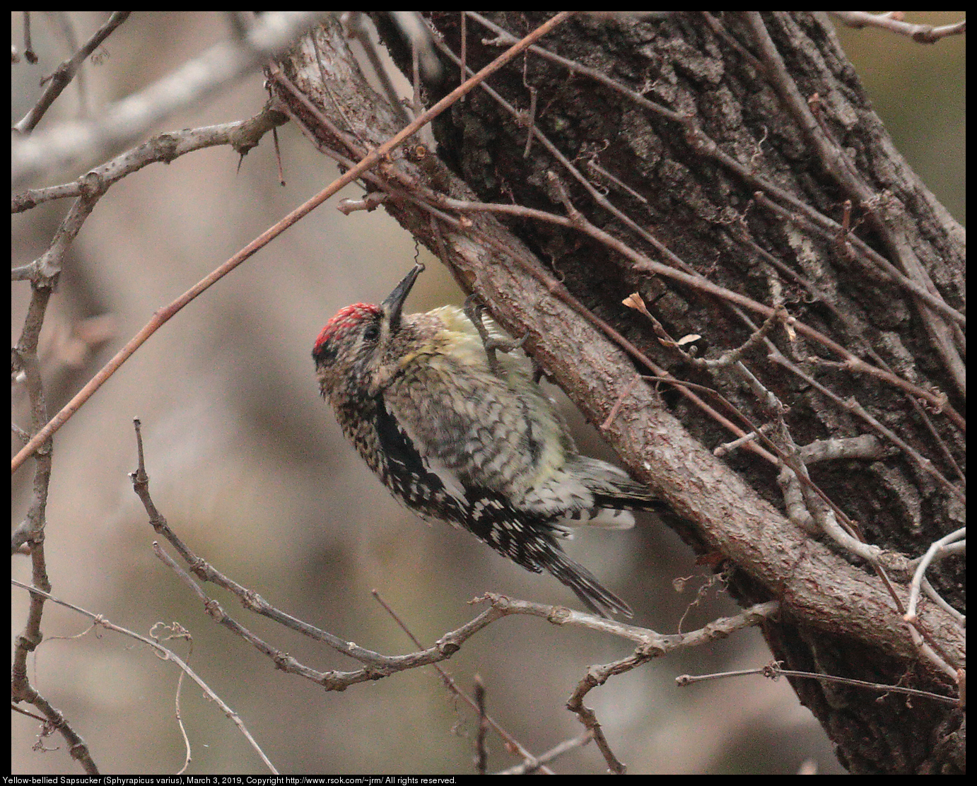 Yellow-bellied Sapsucker (Sphyrapicus varius), March 3, 2019