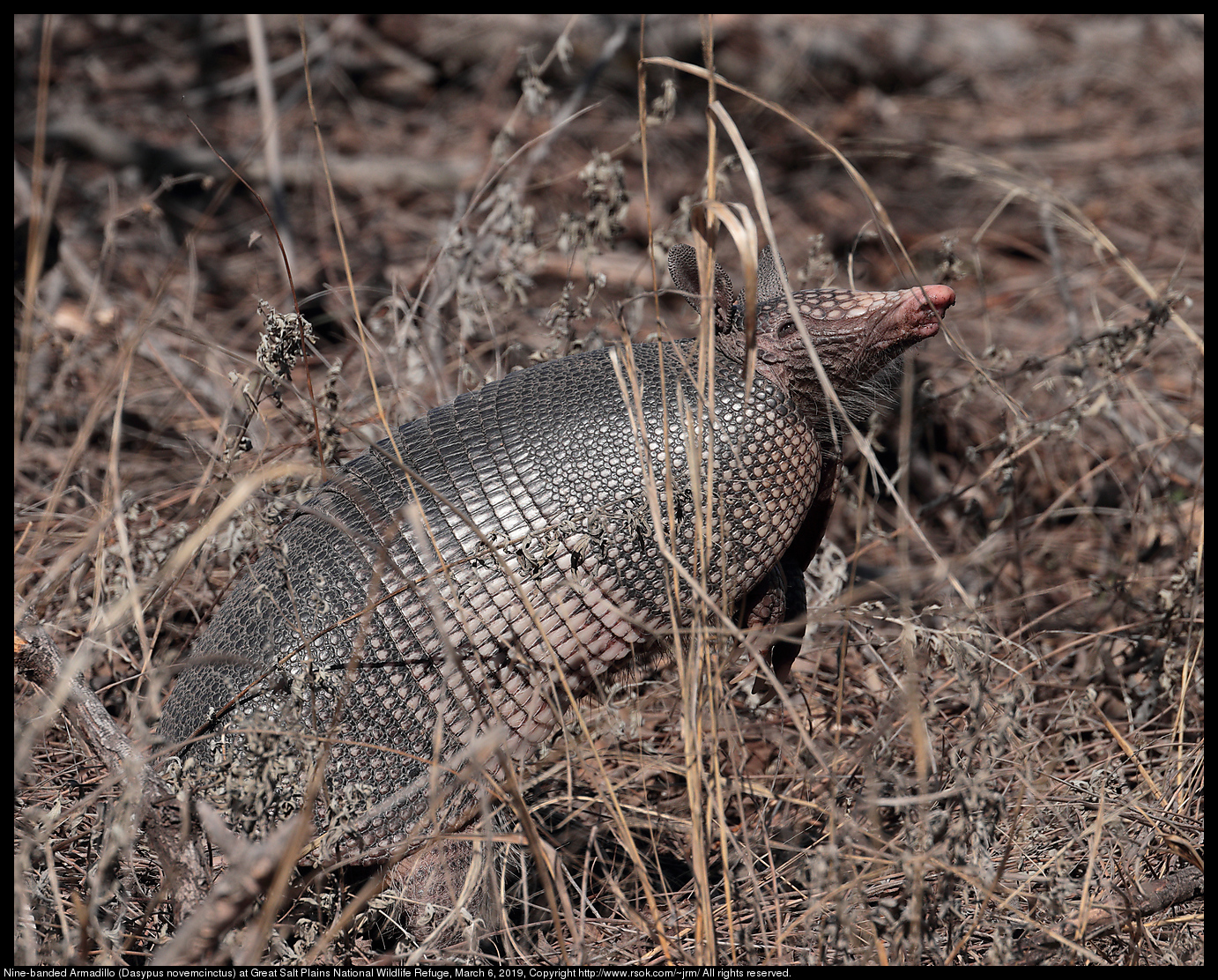 Nine-banded Armadillo (Dasypus novemcinctus) at Great Salt Plains National Wildlife Refuge, March 6, 2019