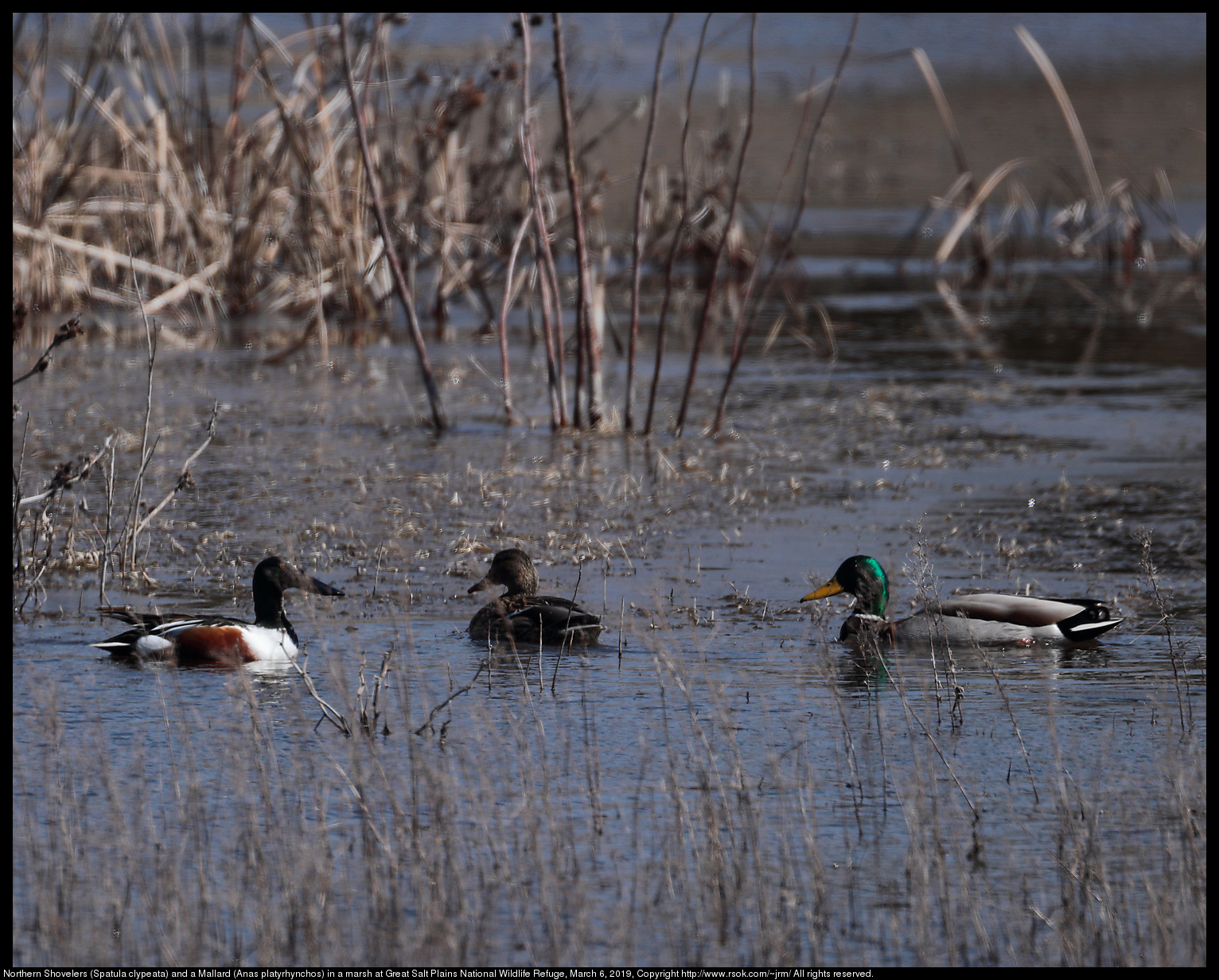 Northern Shovelers (Spatula clypeata) and a Mallard (Anas platyrhynchos) in a marsh at Great Salt Plains National Wildlife Refuge, March 6, 2019