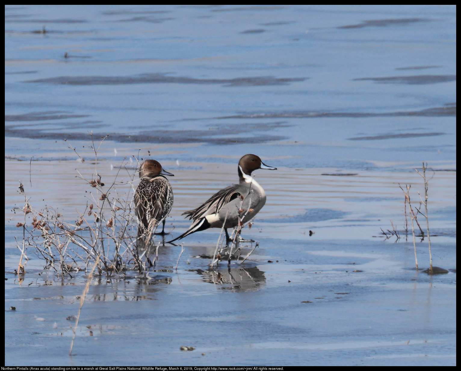 Northern Pintails (Anas acuta) standing on ice in a marsh at Great Salt Plains National Wildlife Refuge, March 6, 2019