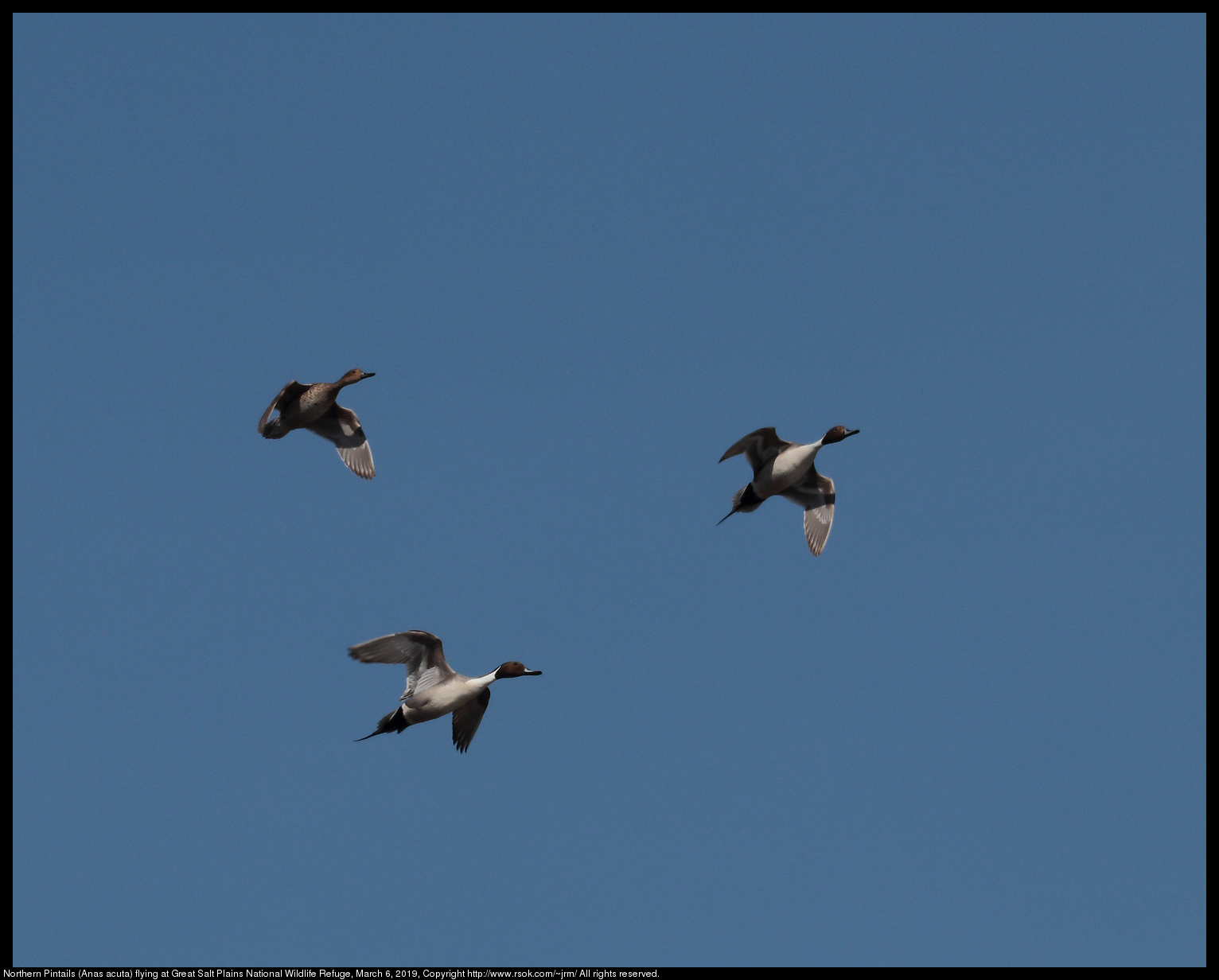 Northern Pintails (Anas acuta) flying at Great Salt Plains National Wildlife Refuge, March 6, 2019