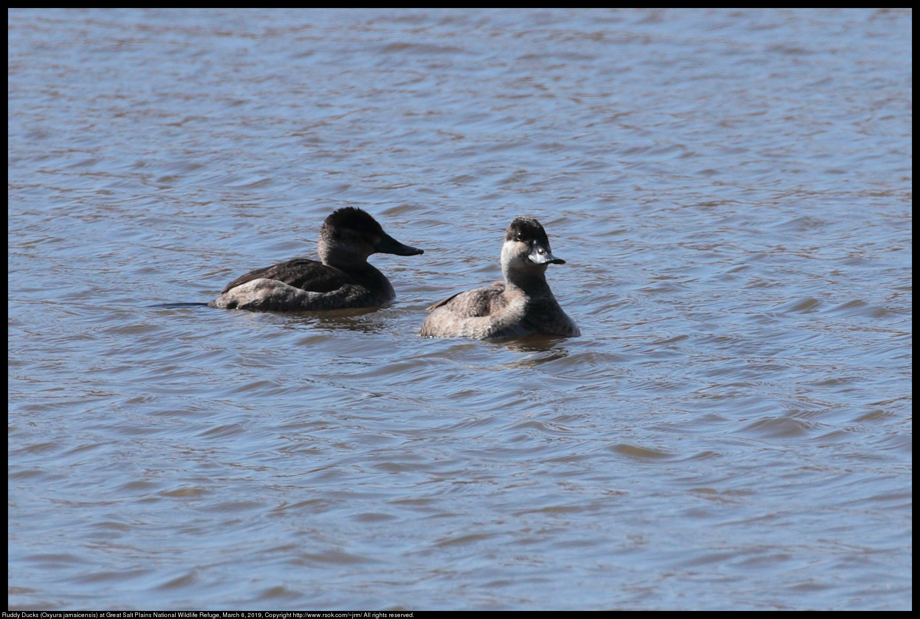 Ruddy Ducks (Oxyura jamaicensis) at Great Salt Plains National Wildlife Refuge, March 6, 2019