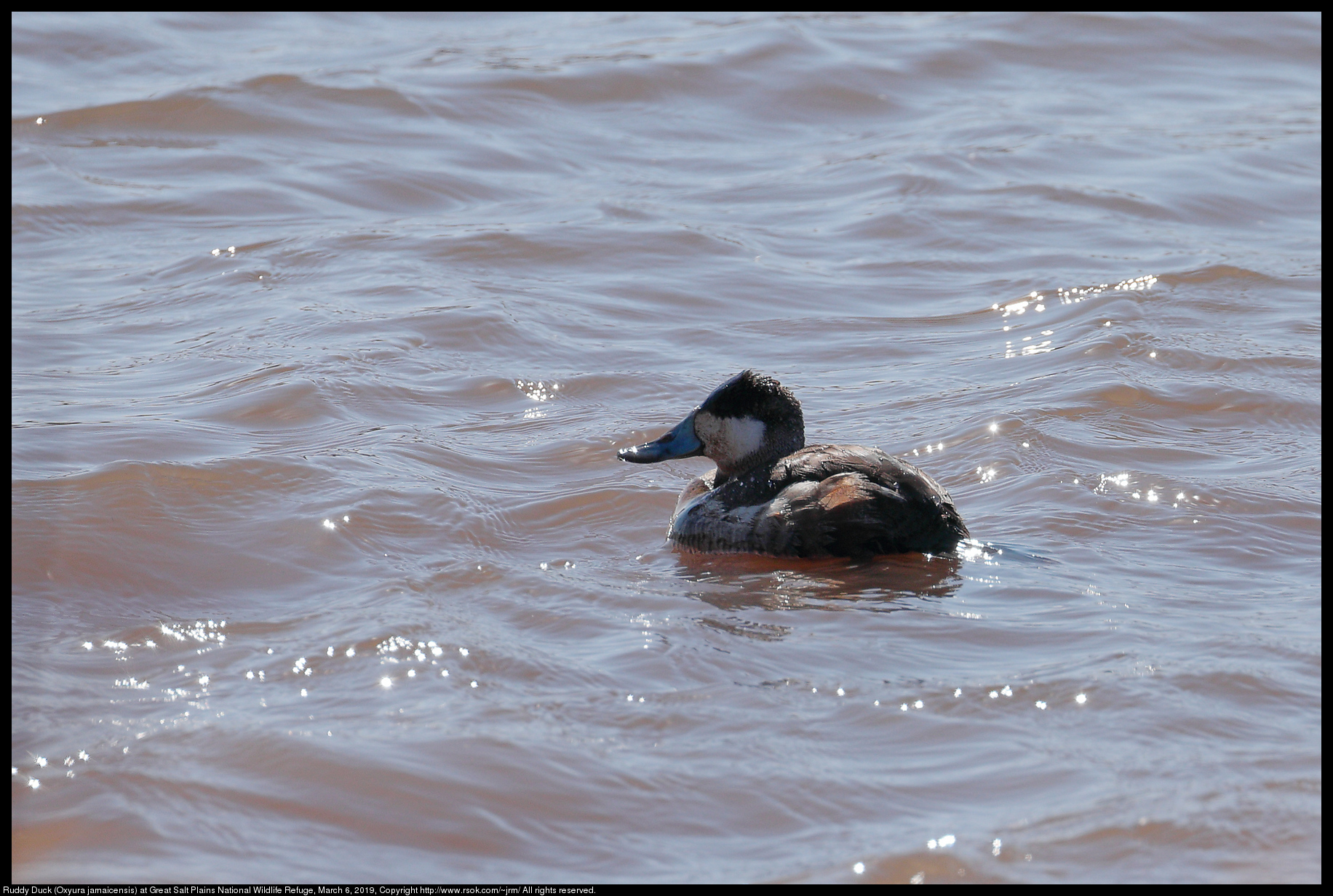 Ruddy Duck (Oxyura jamaicensis) at Great Salt Plains National Wildlife Refuge, March 6, 2019