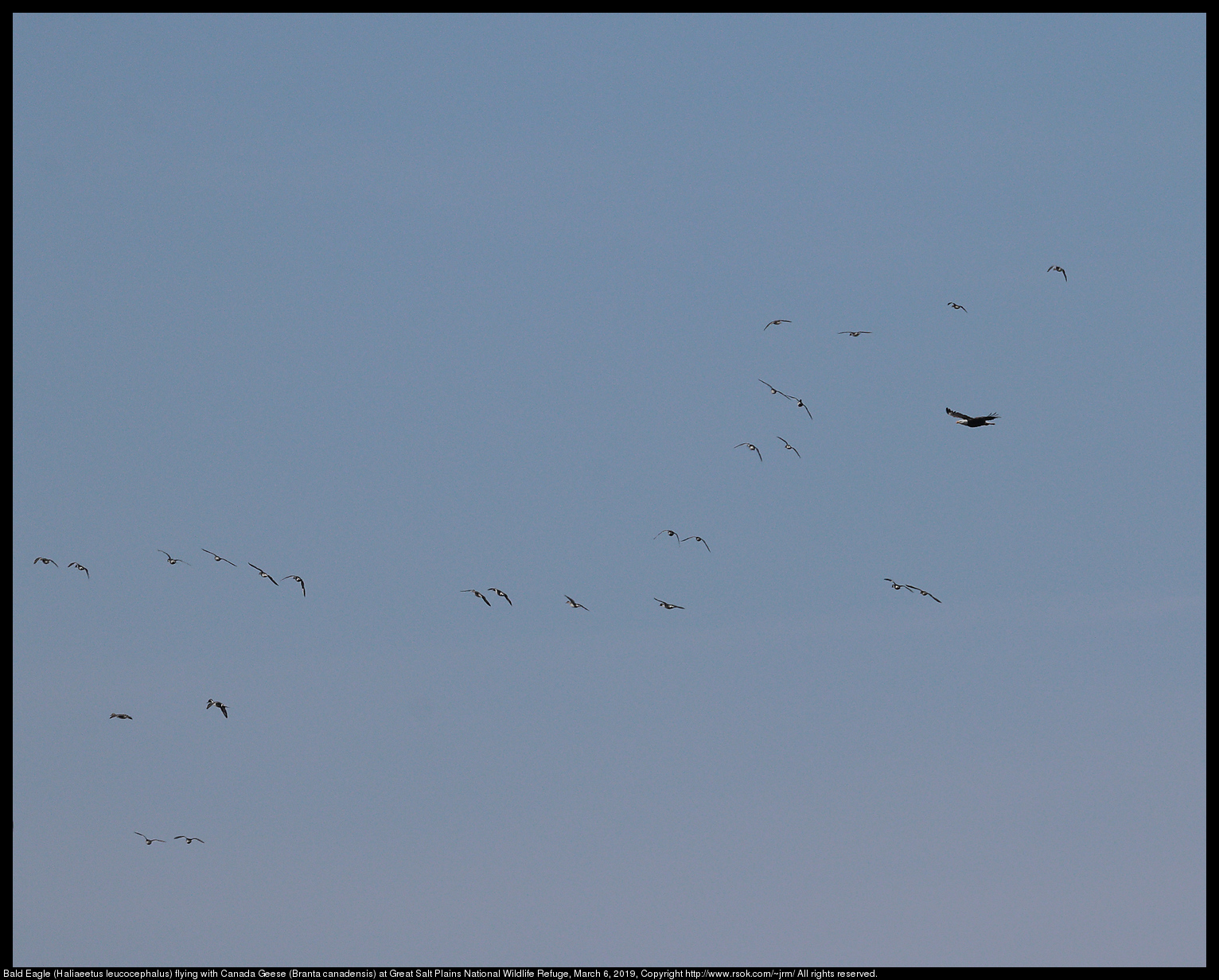 Bald Eagle (Haliaeetus leucocephalus) flying with Canada Geese (Branta canadensis) at Great Salt Plains National Wildlife Refuge, March 6, 2019