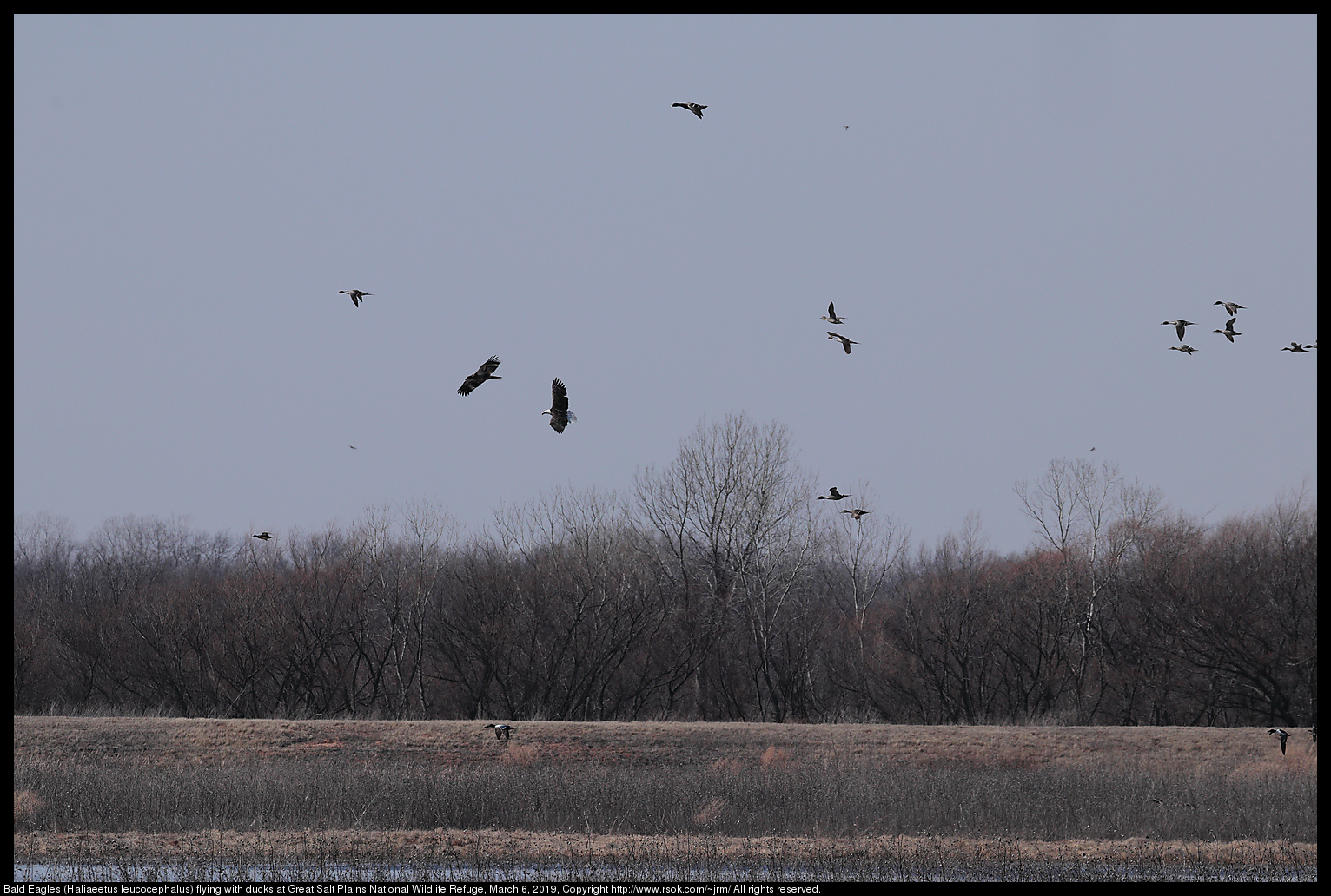 Bald Eagles (Haliaeetus leucocephalus) flying with ducks at Great Salt Plains National Wildlife Refuge, March 6, 2019