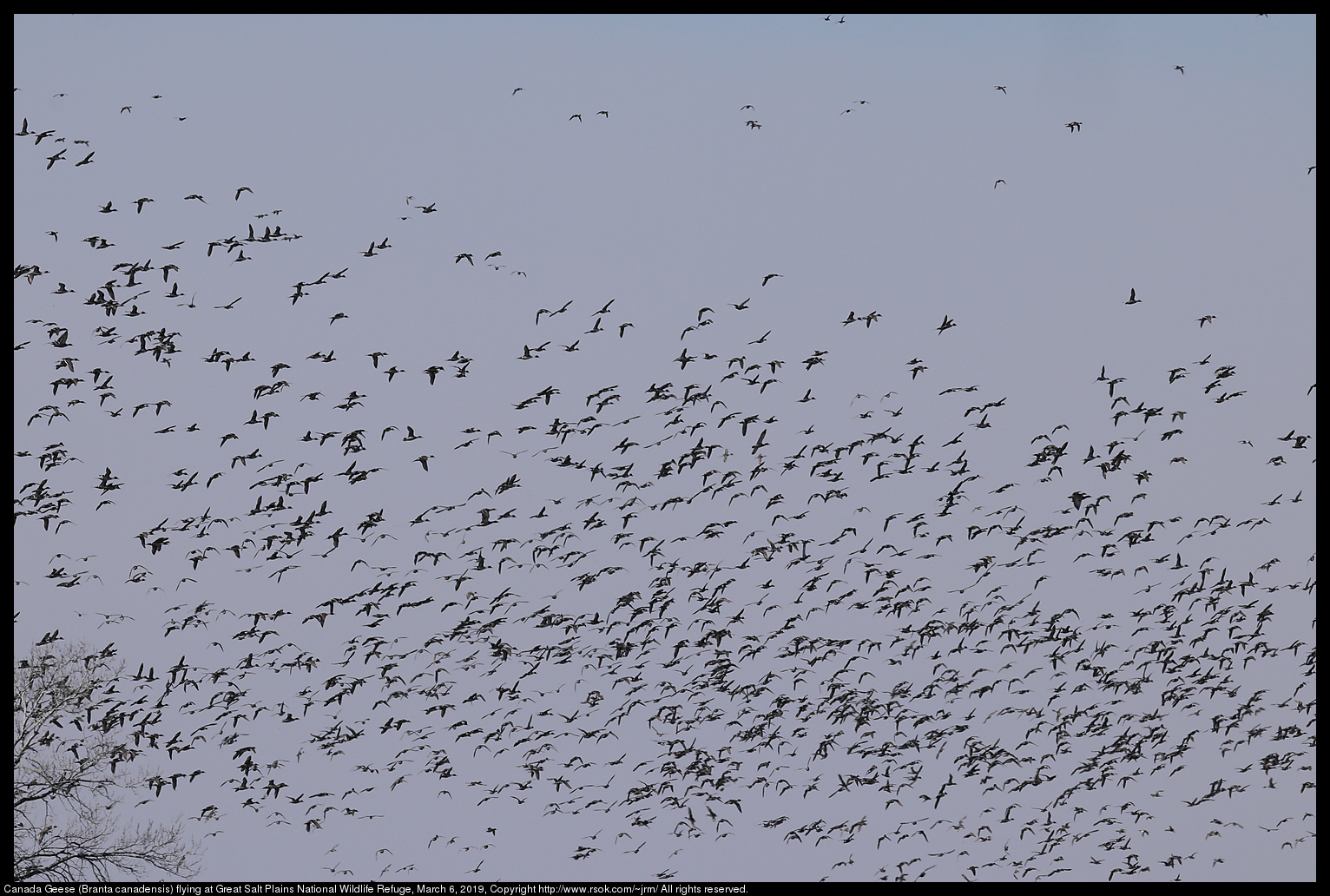 Canada Geese (Branta canadensis) flying at Great Salt Plains National Wildlife Refuge, March 6, 2019