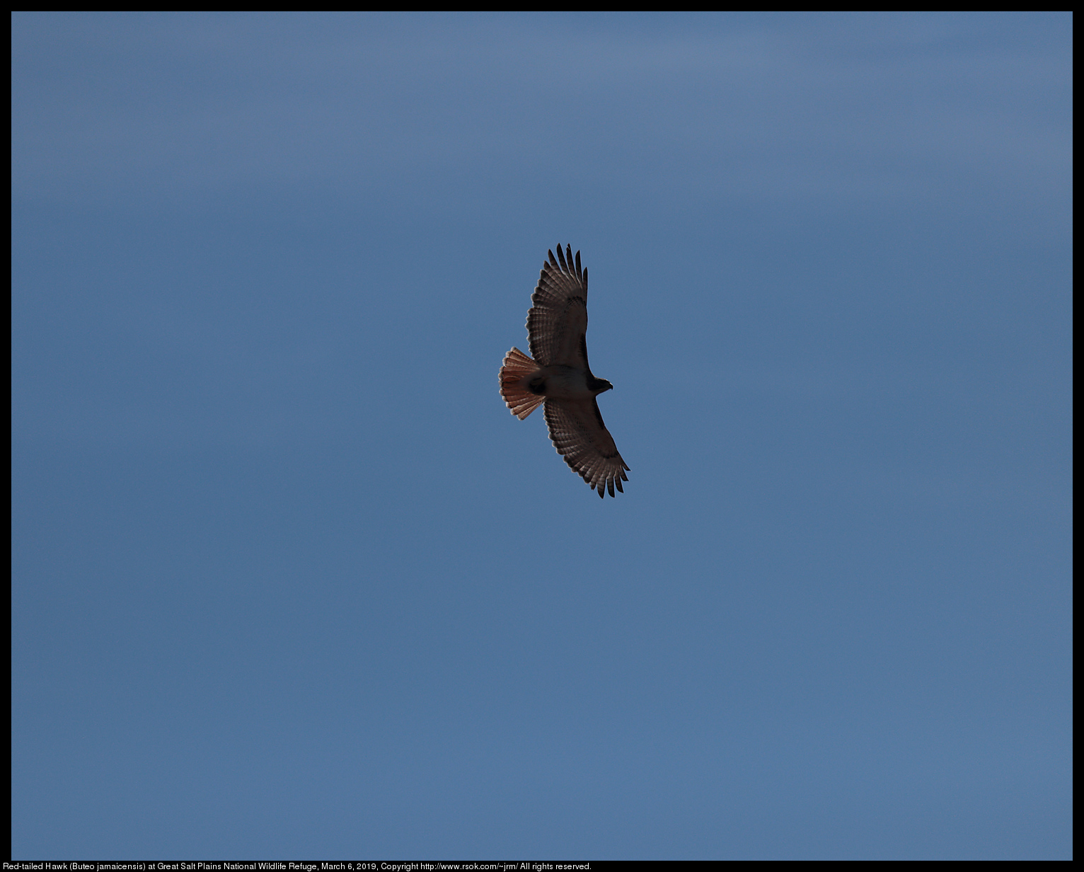 Red-tailed Hawk (Buteo jamaicensis) at Great Salt Plains National Wildlife Refuge, March 6, 2019