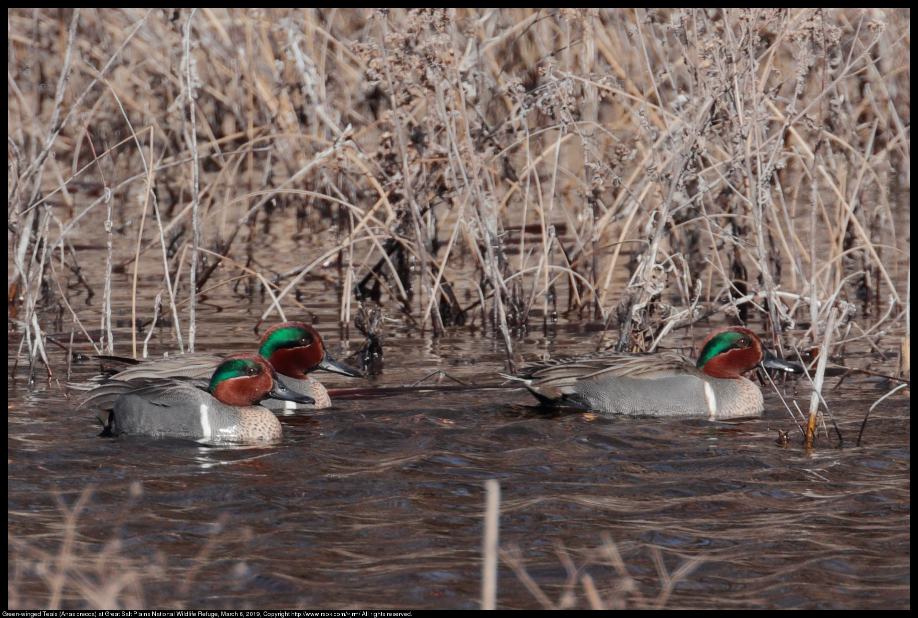 Green-winged Teals (Anas crecca) at Great Salt Plains National Wildlife Refuge, March 6, 2019