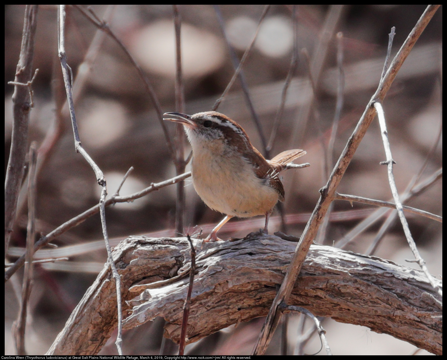 Bewick's Wren (Thryomanes bewickii) at Great Salt Plains National Wildlife Refuge, March 6, 2019