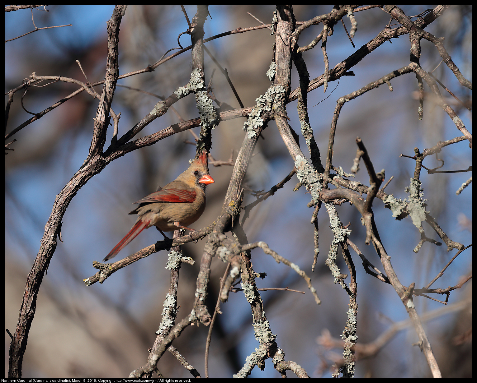 2019mar09_cardinal_IMG_6504c.jpg