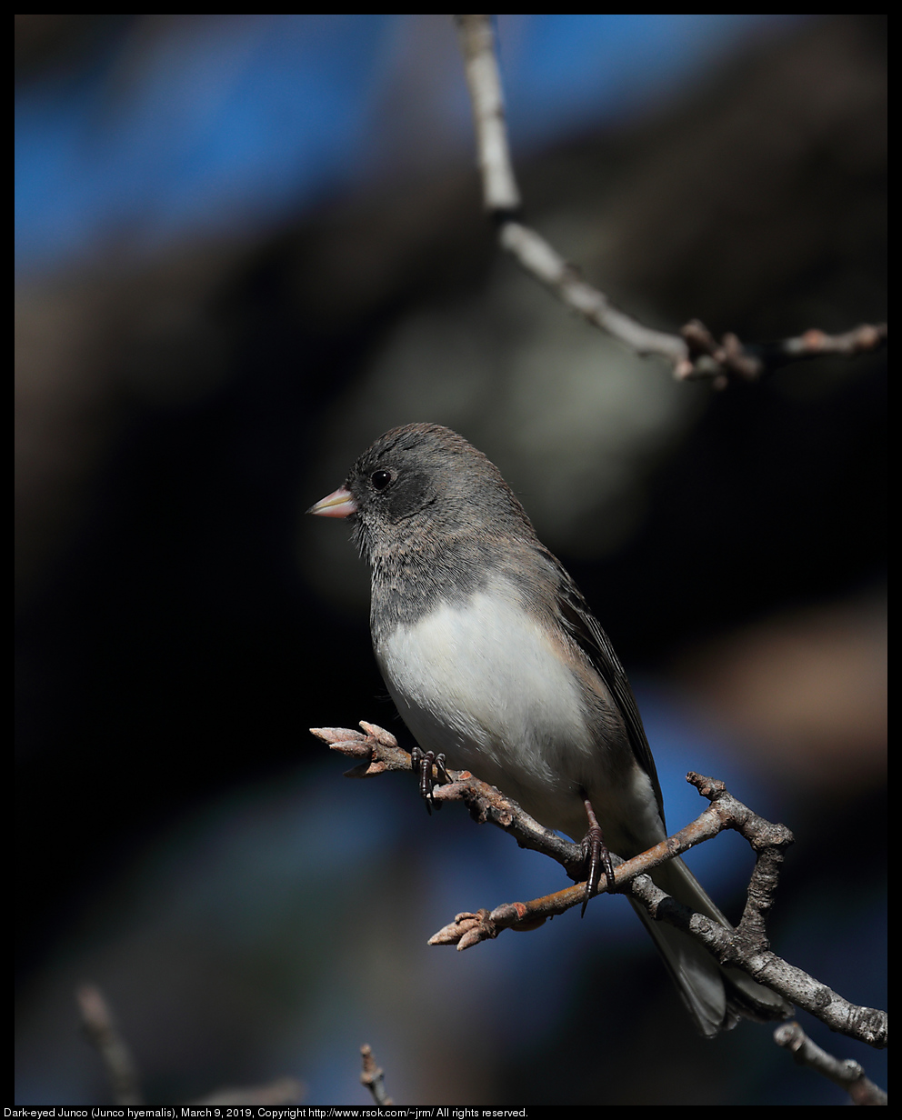 2019mar09_junco_IMG_6487c.jpg