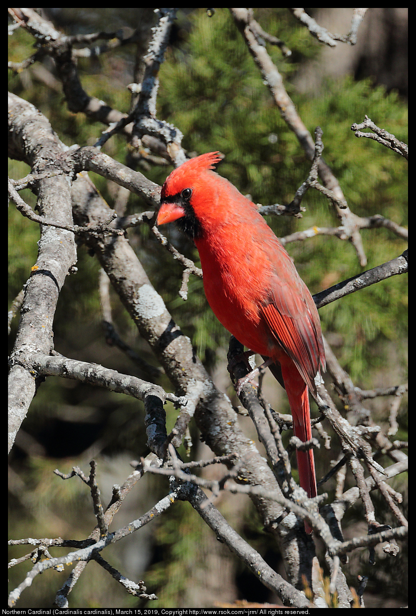 2019mar15_cardinal_IMG_6571c.jpg