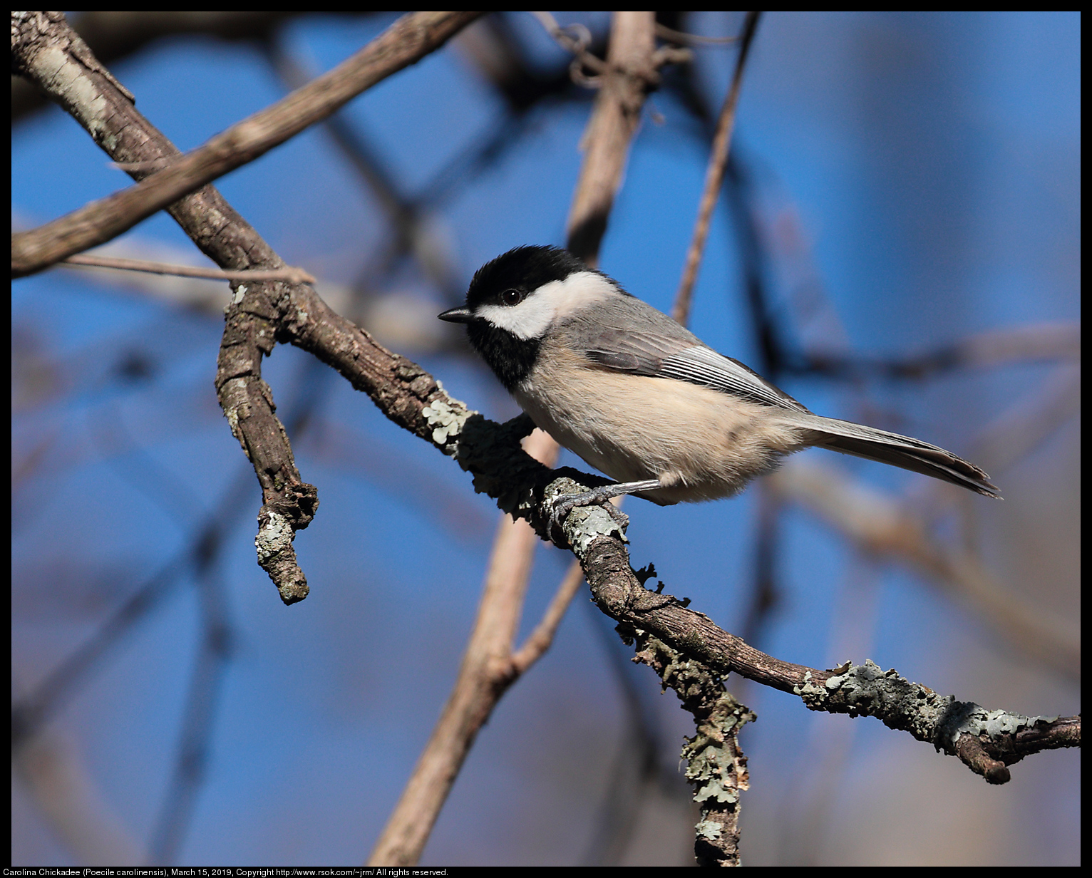 2019mar15_chickadee_IMG_6581c.jpg