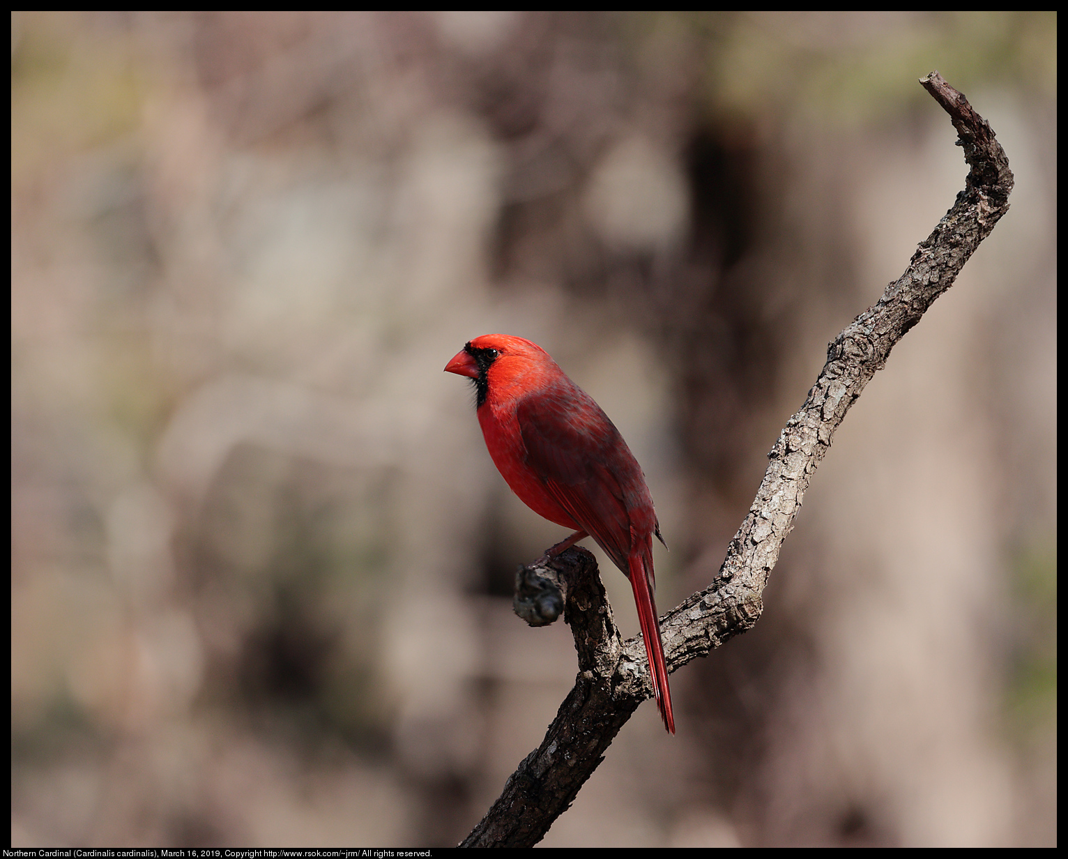 2019mar16_cardinal_IMG_6612c.jpg