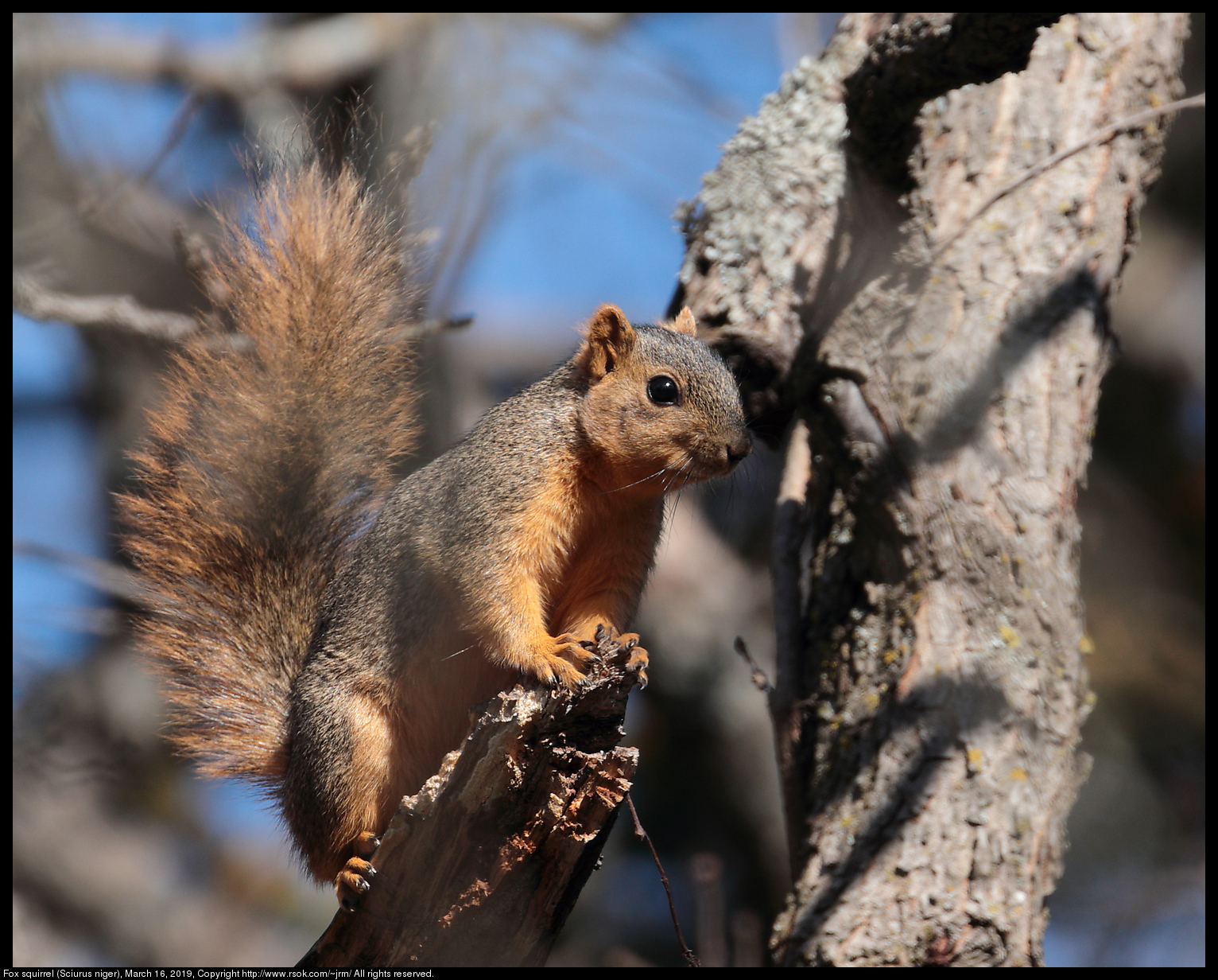 2019mar16_squirrel_IMG_6661c.jpg