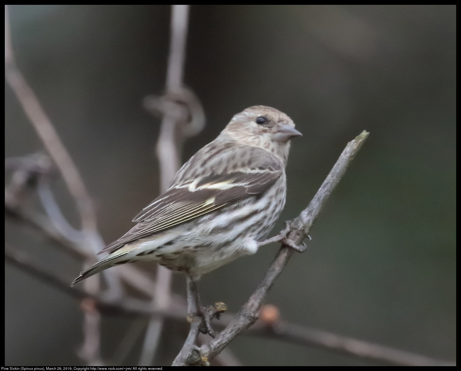 Pine Siskin (Spinus pinus), March 29, 2019