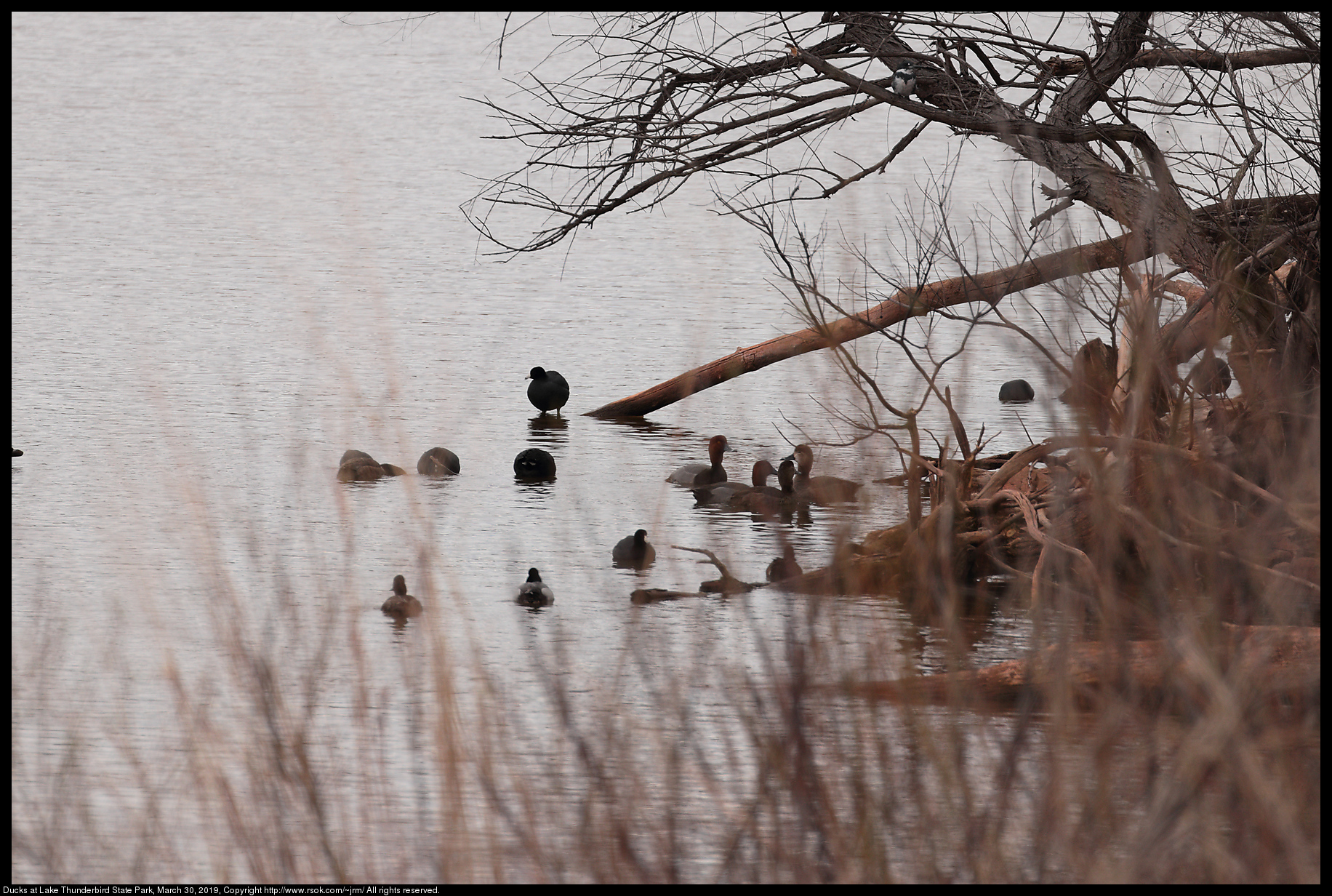 Ducks at Lake Thunderbird State Park, March 30, 2019